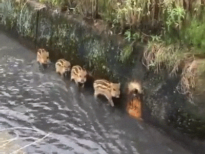 🐗猪!