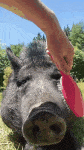 🐗猪!