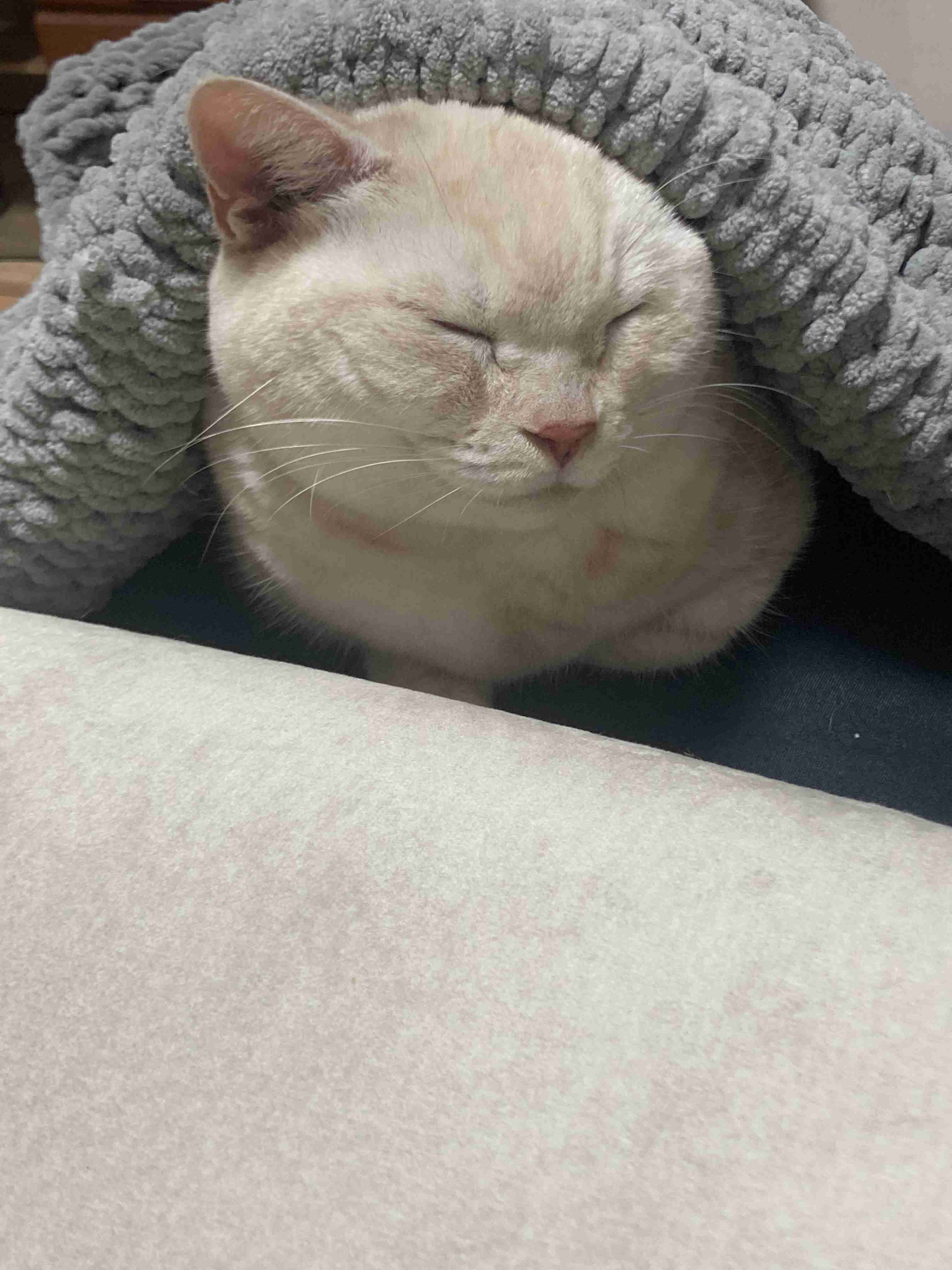 【2月22日】今日のうちの猫