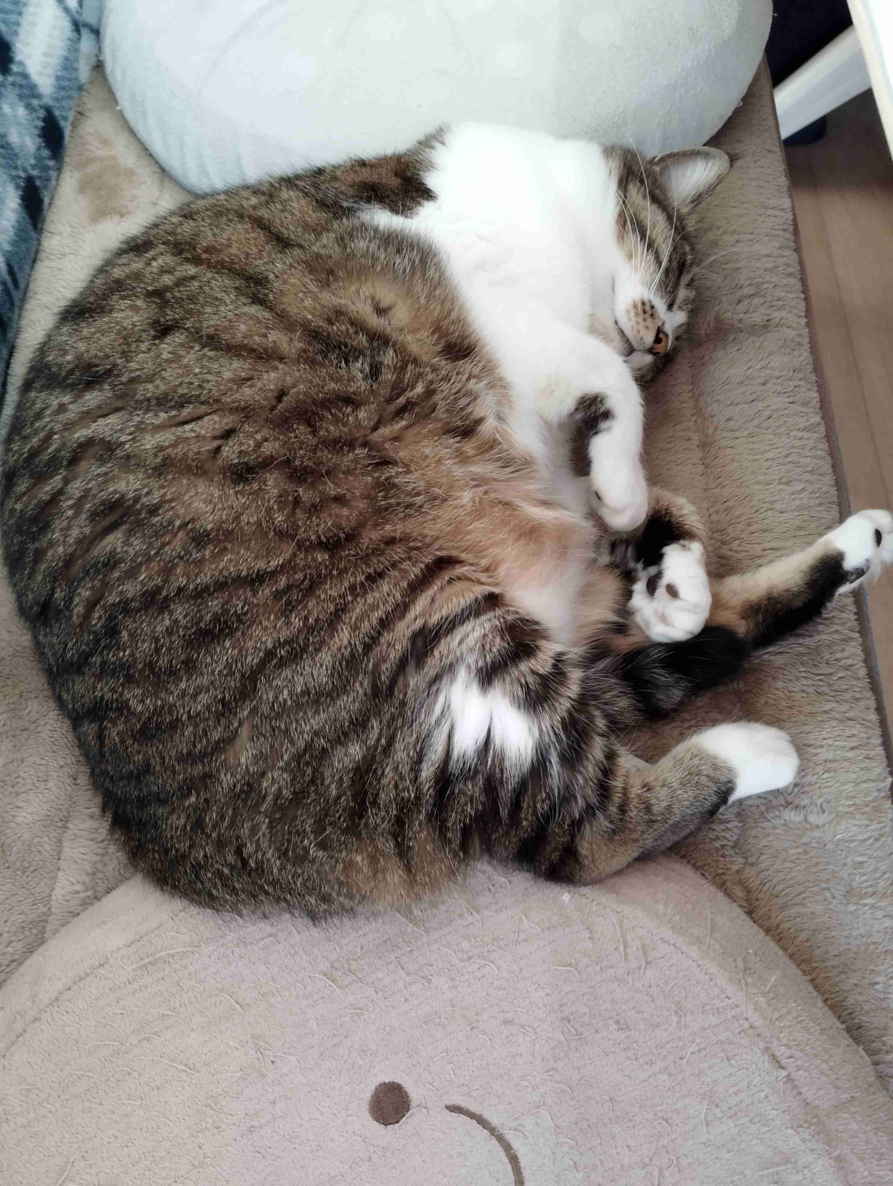 【2月22日】今日のうちの猫