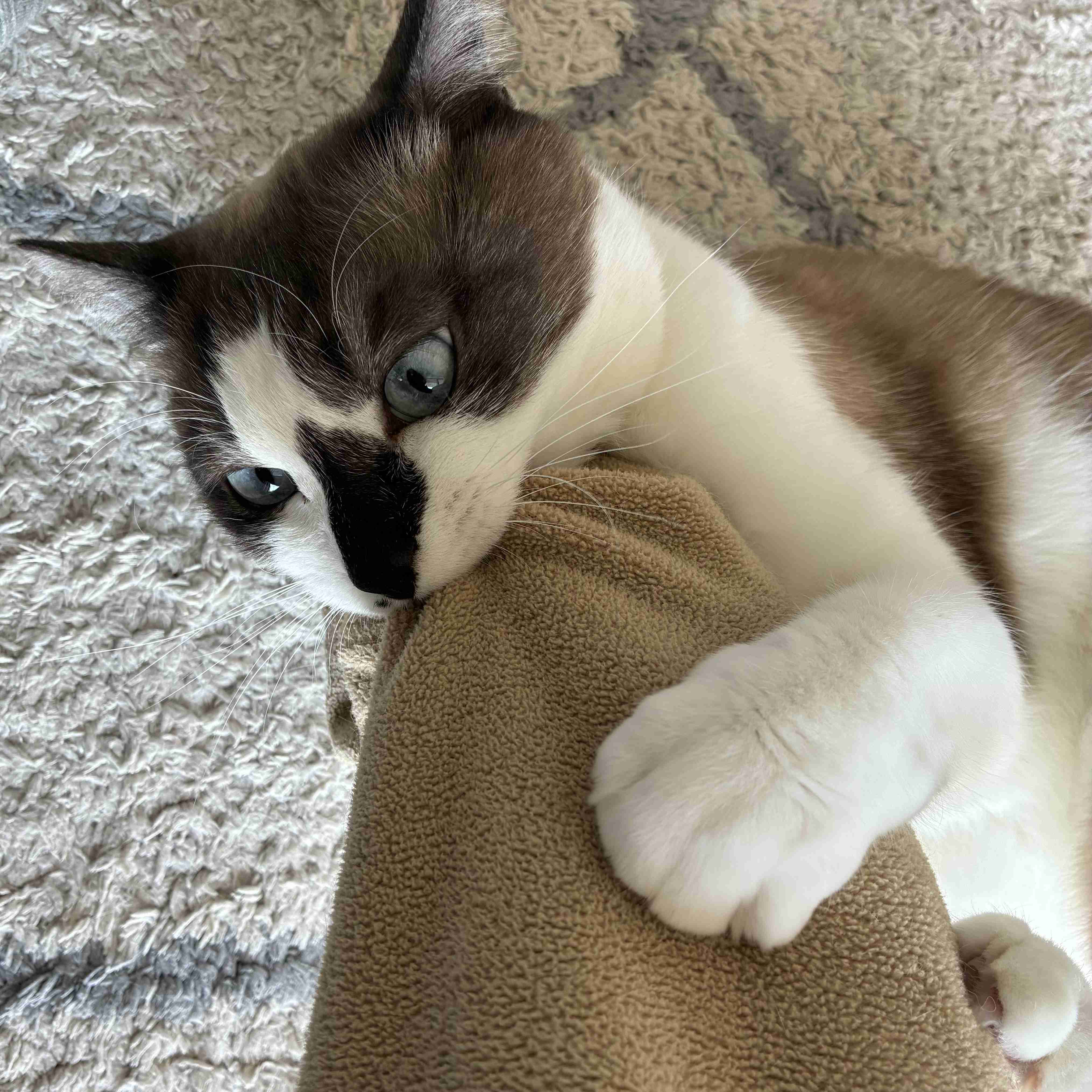 【2月22日】今日のうちの猫