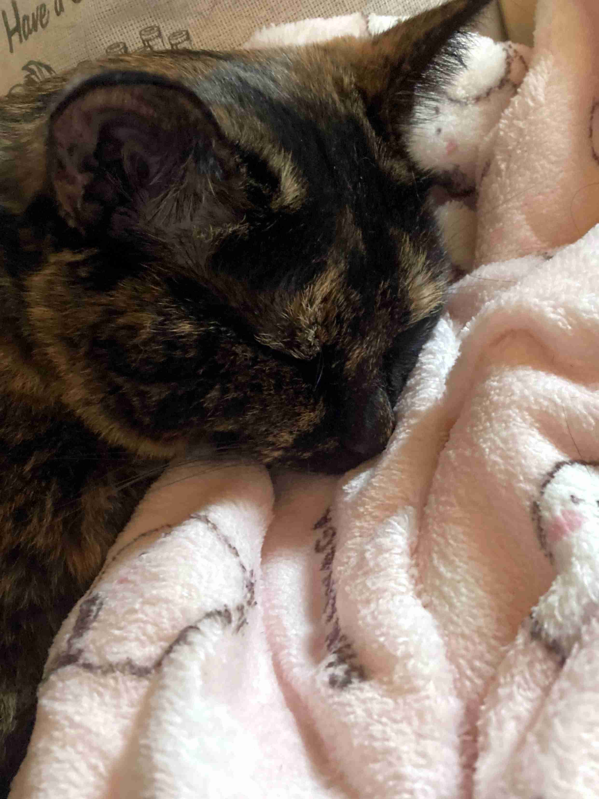 【2月22日】今日のうちの猫