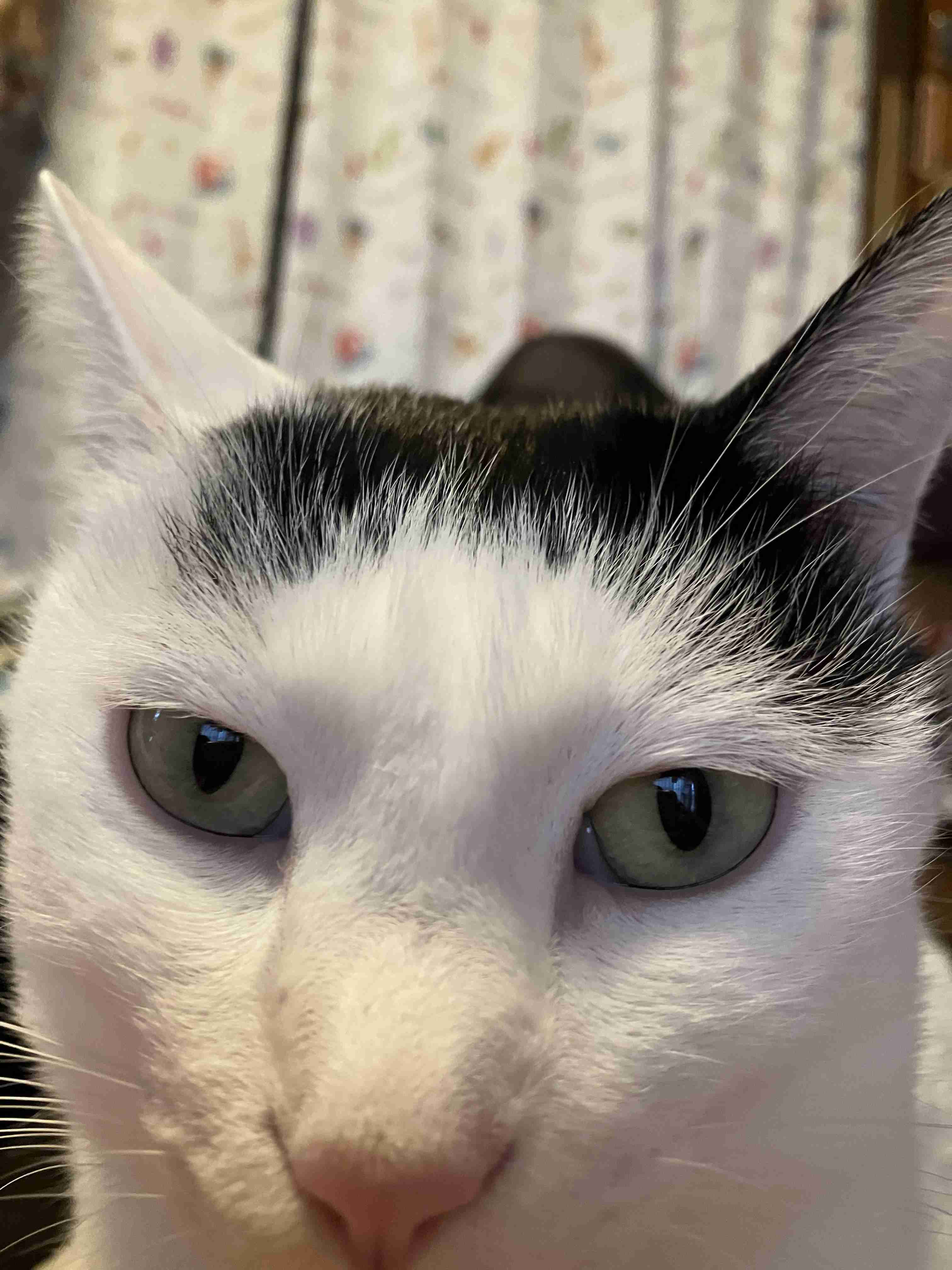 【2月22日】今日のうちの猫