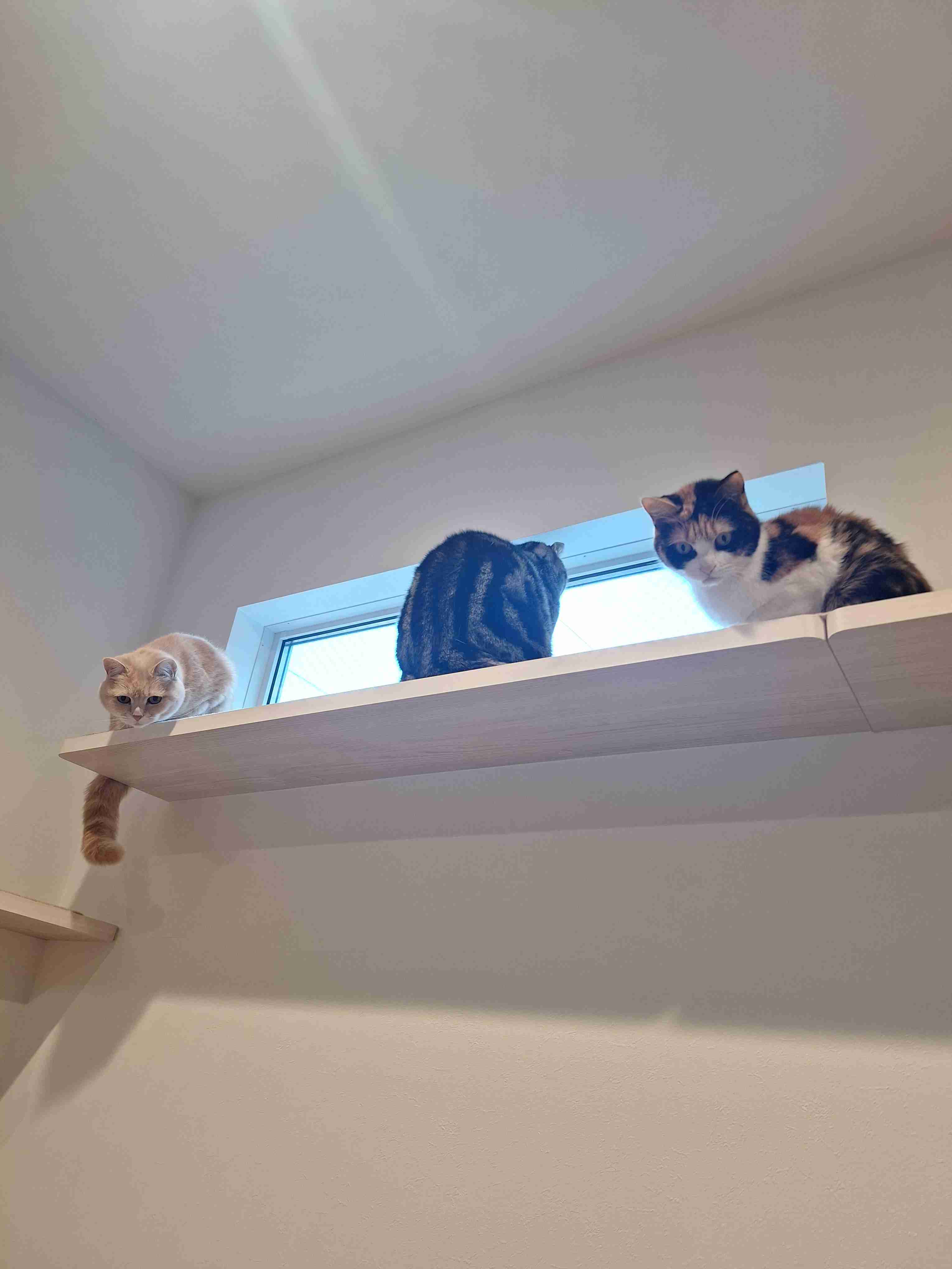 【2月22日】今日のうちの猫