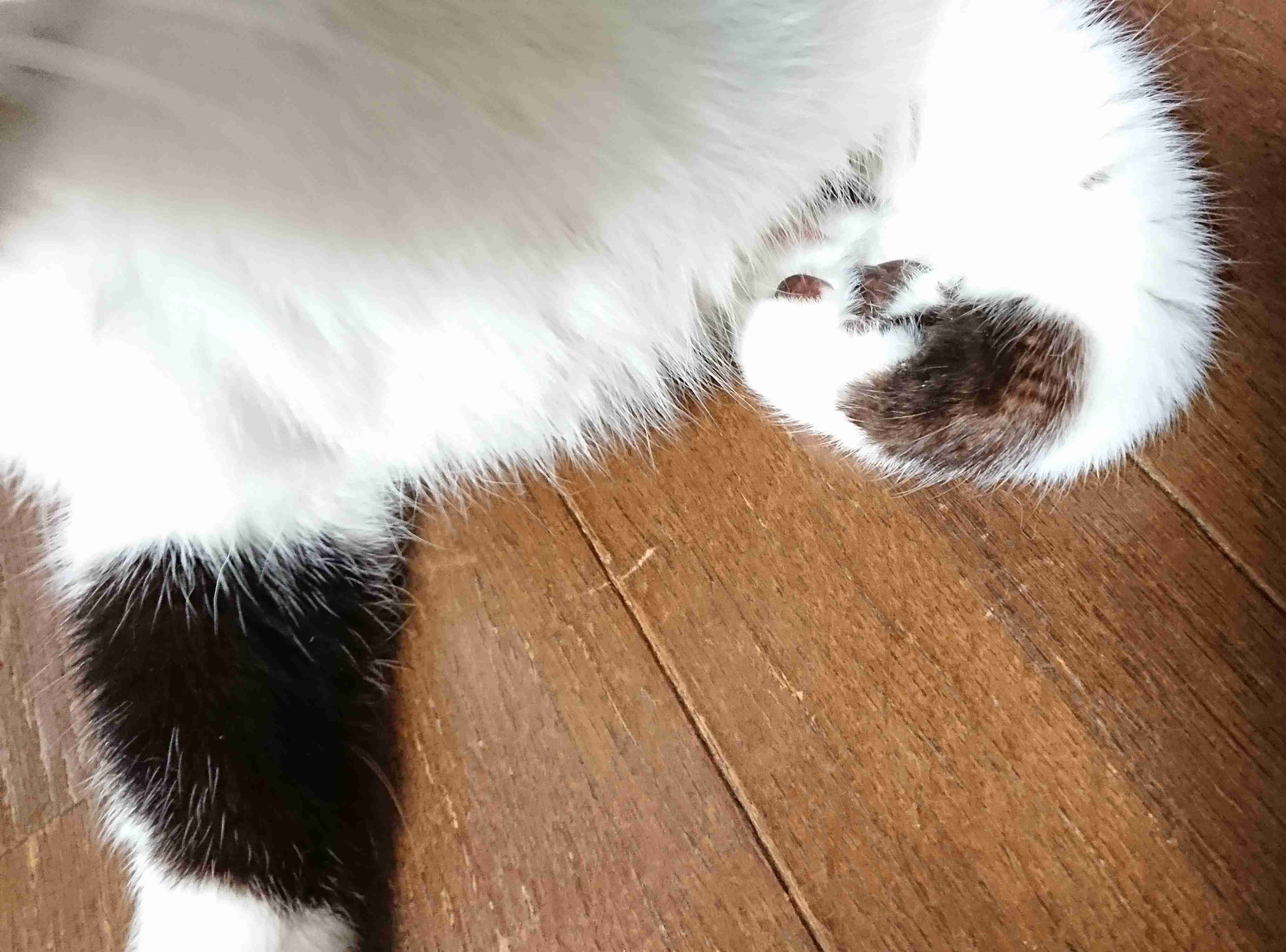 【2月22日】今日のうちの猫