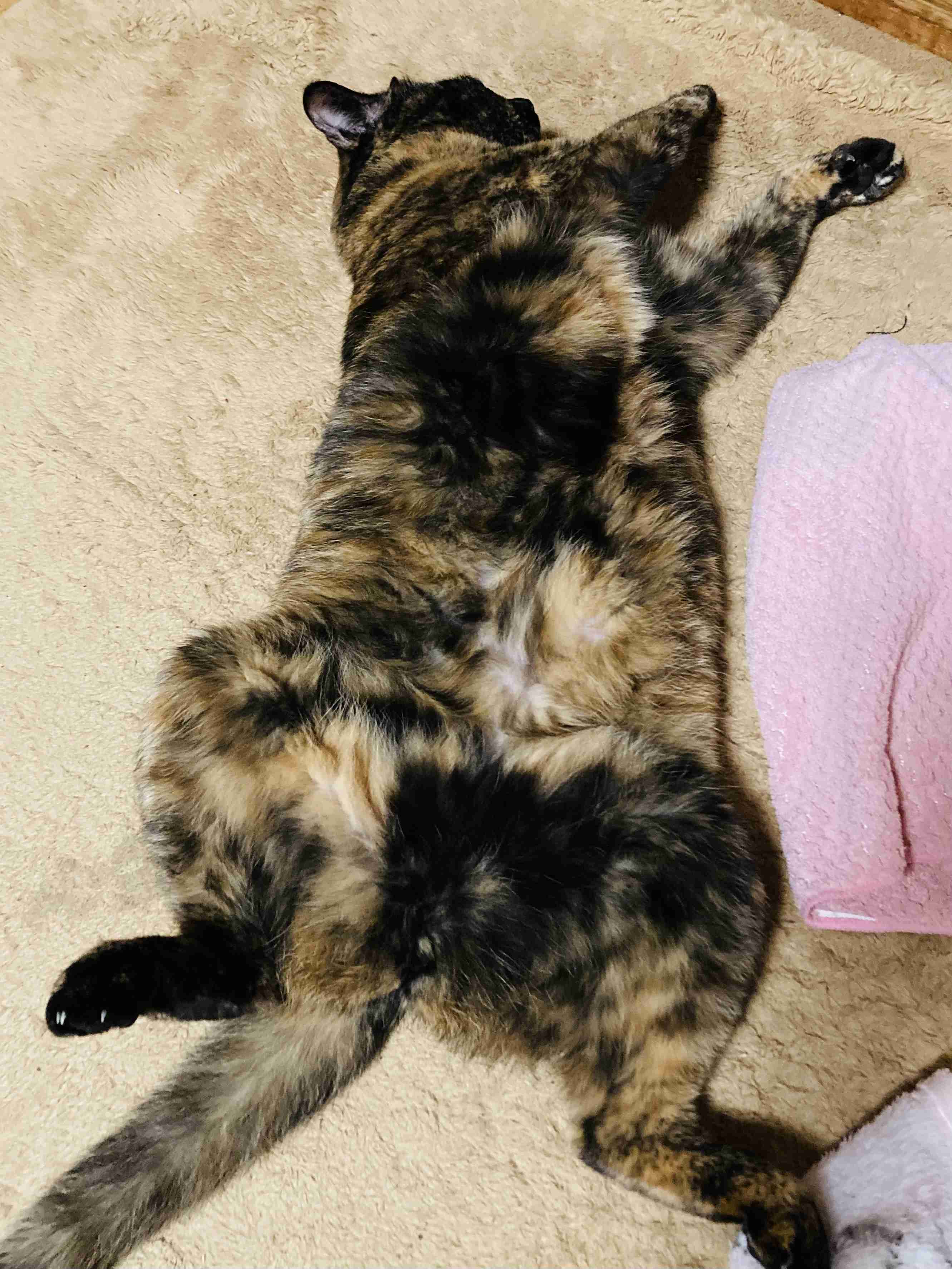 【2月22日】今日のうちの猫