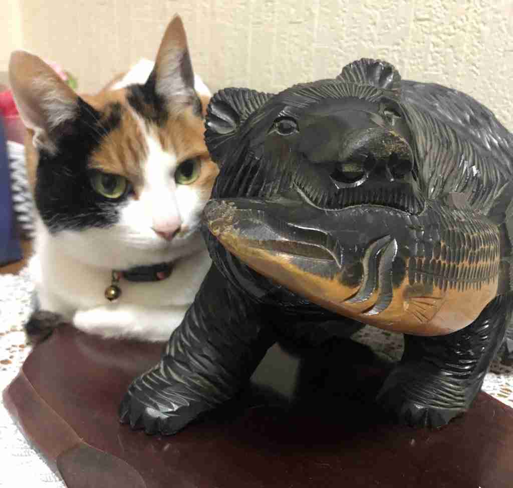 【2月22日】今日のうちの猫