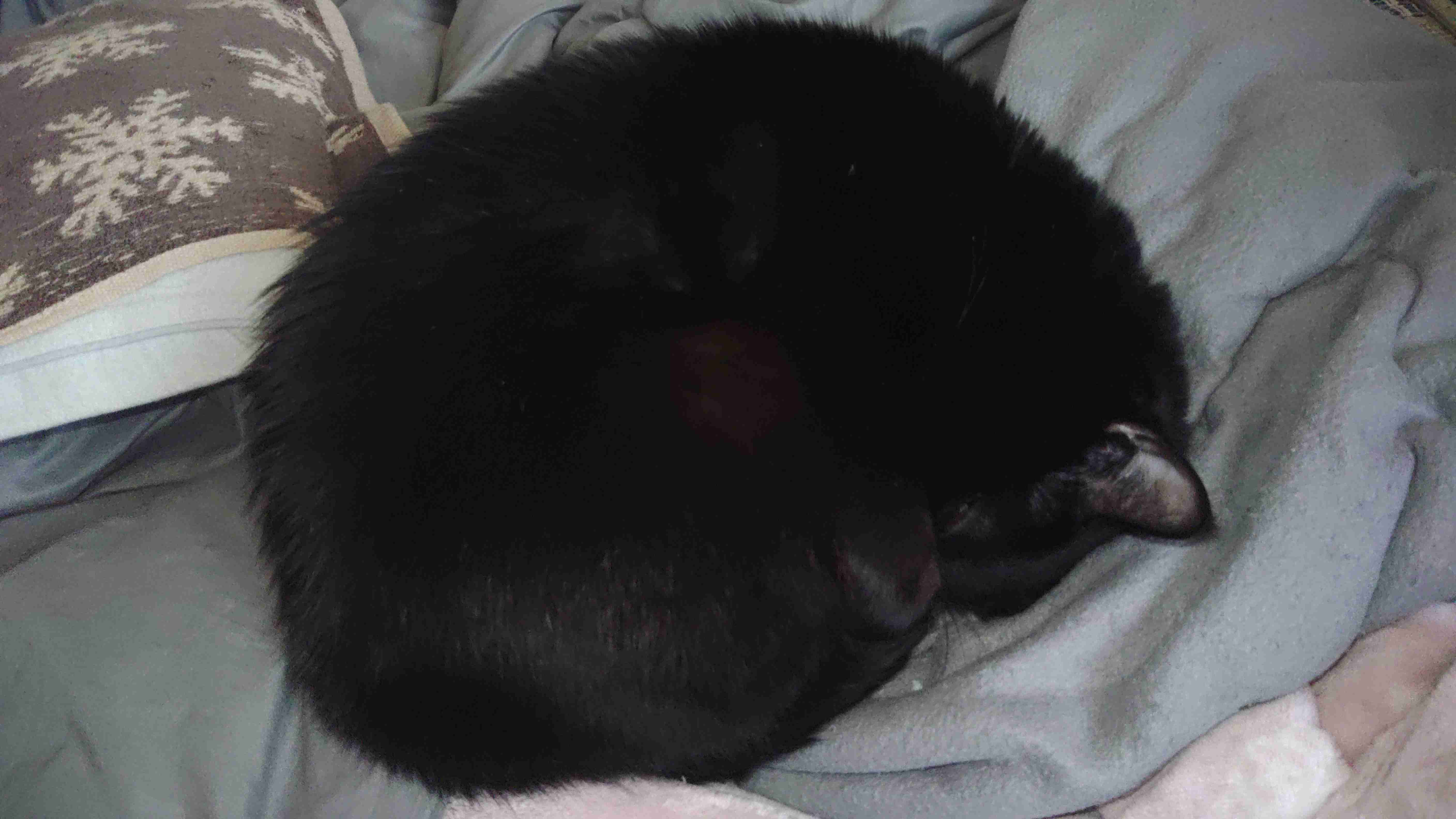 【2月22日】今日のうちの猫