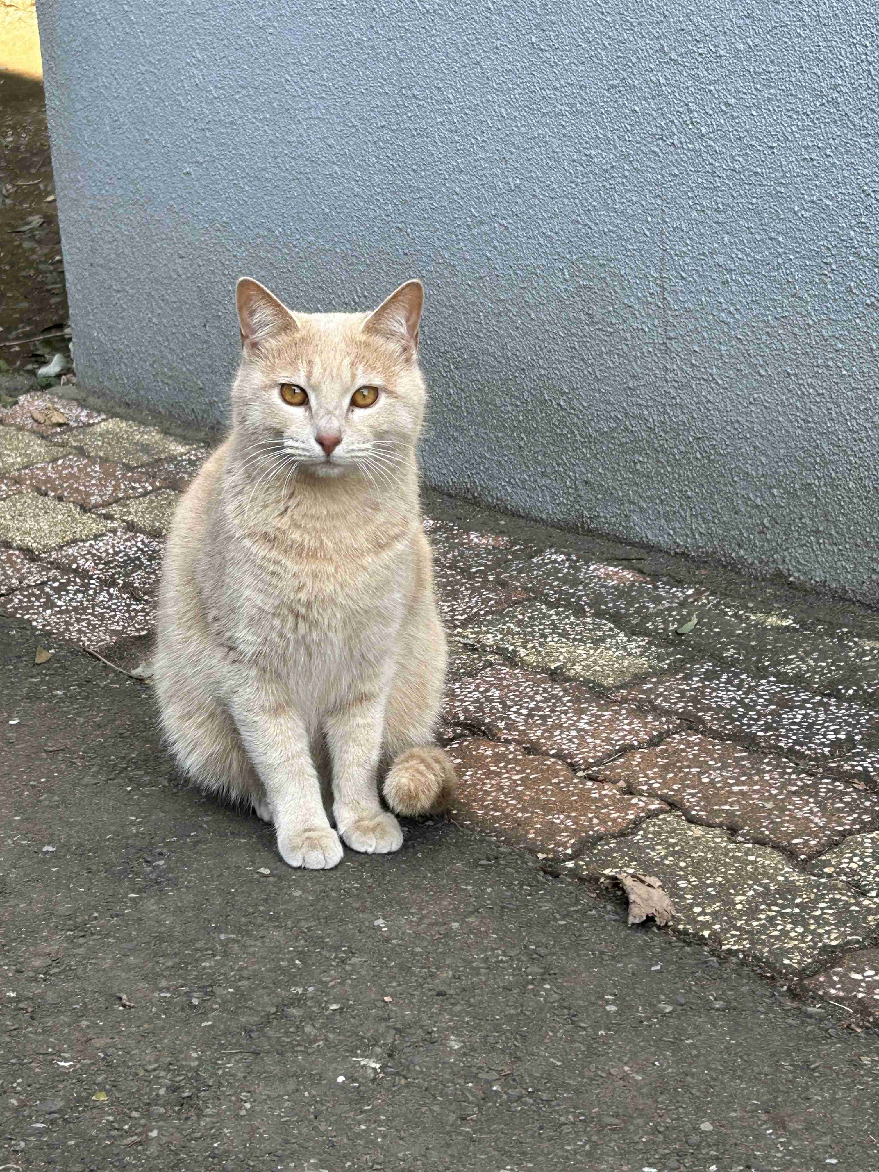 【2月22日】今日のうちの猫