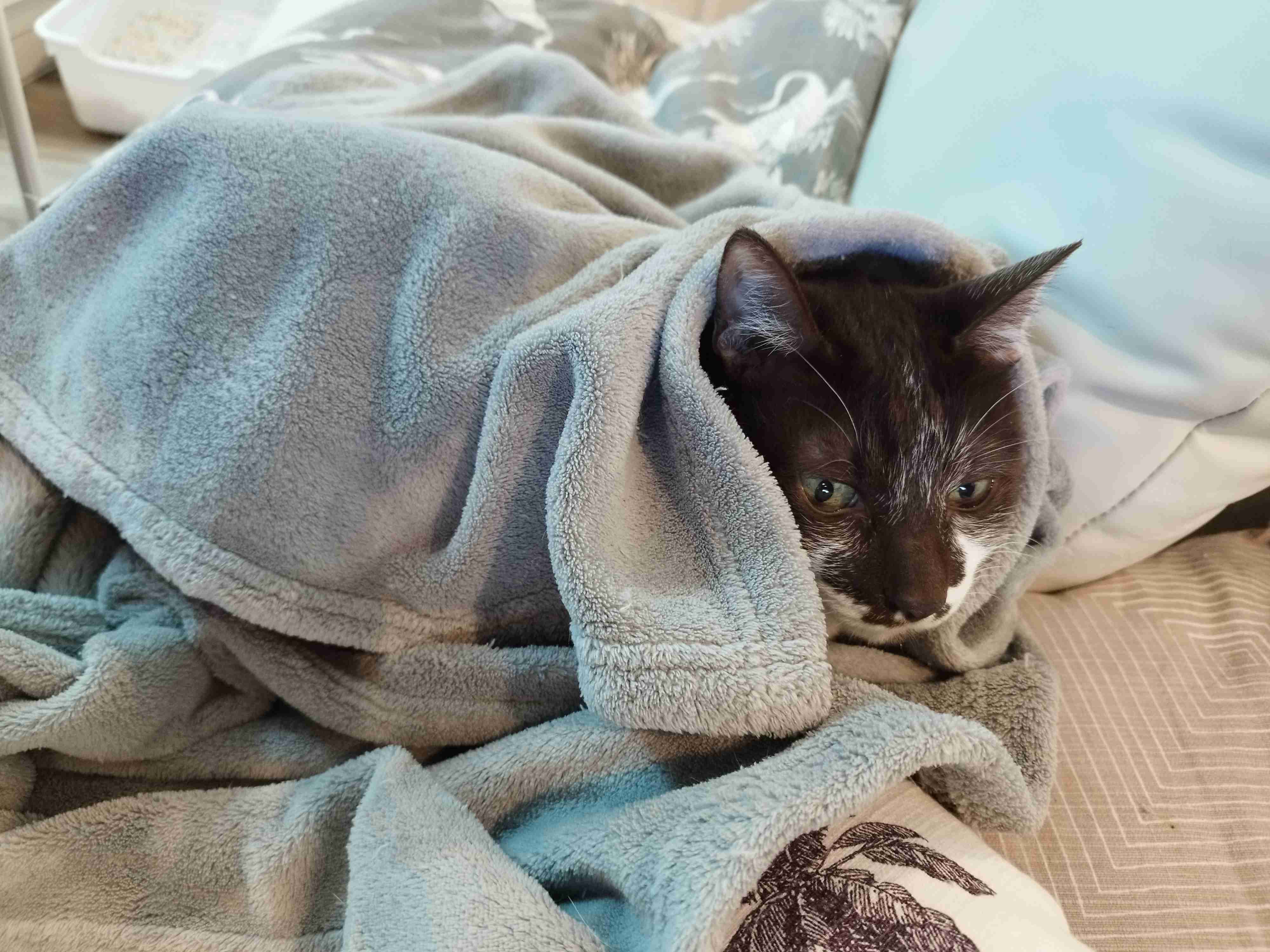 【2月22日】今日のうちの猫