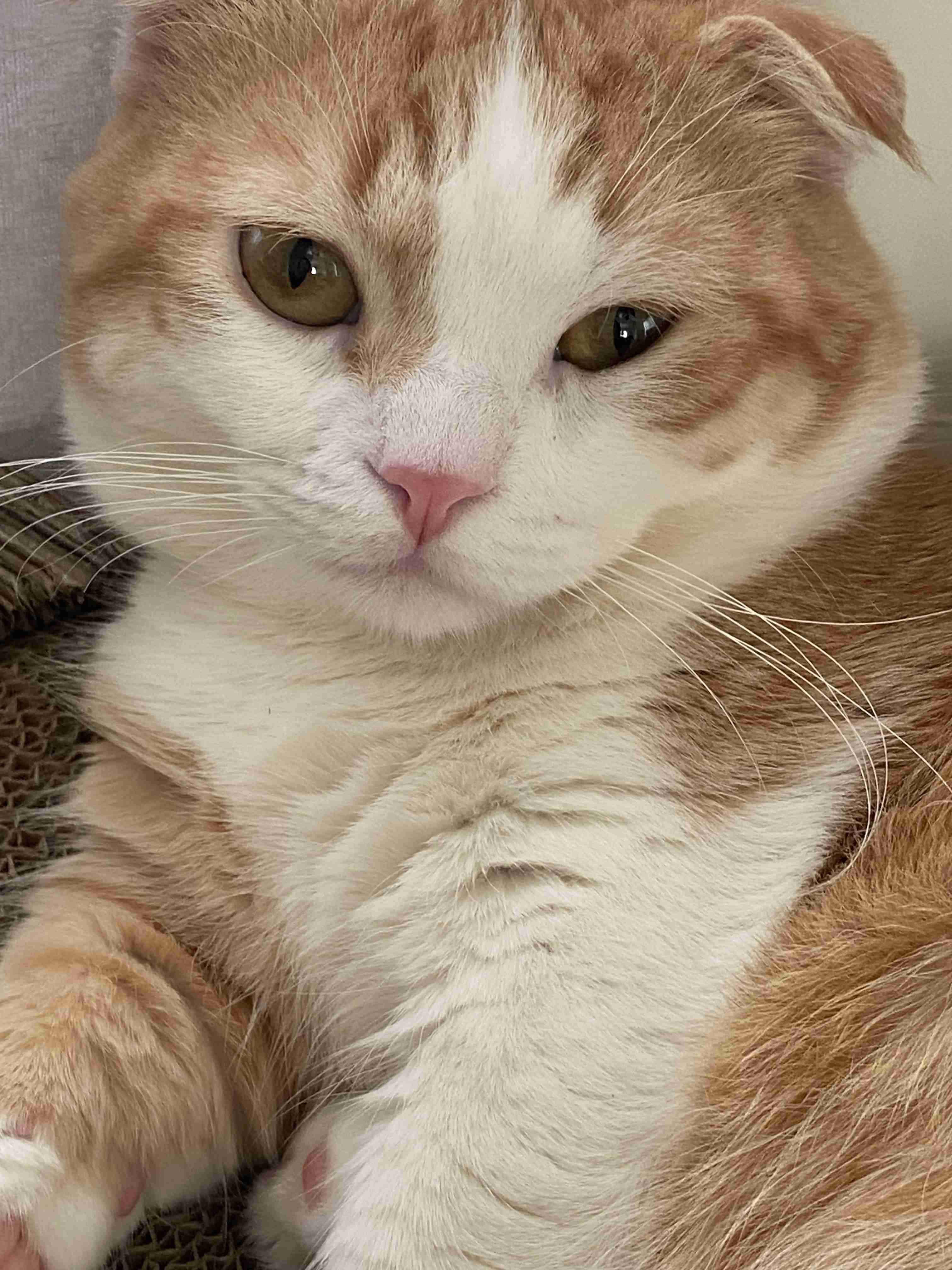 【2月22日】今日のうちの猫