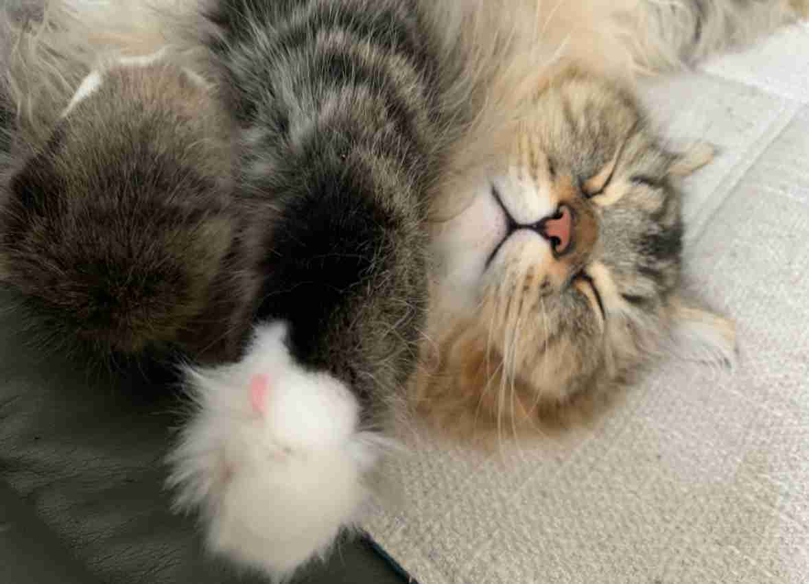 【2月22日】今日のうちの猫