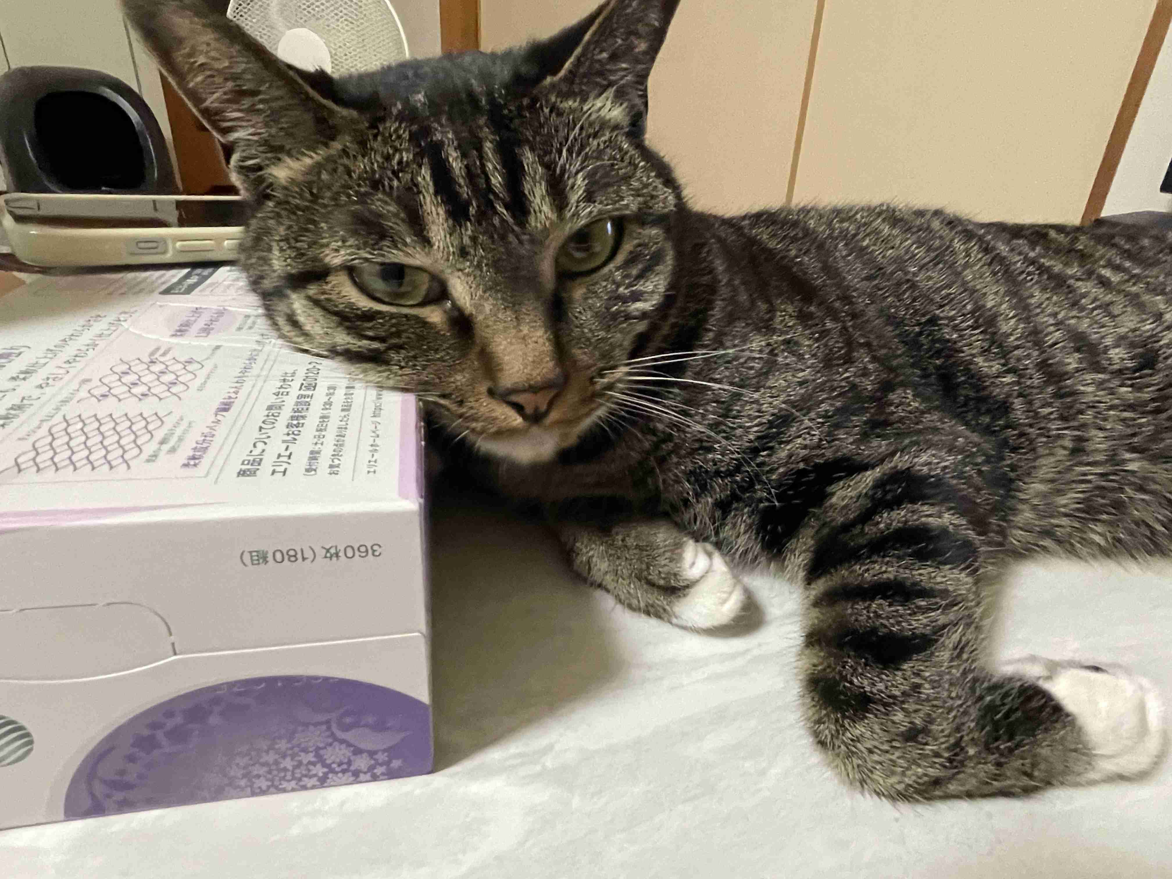 【2月22日】今日のうちの猫