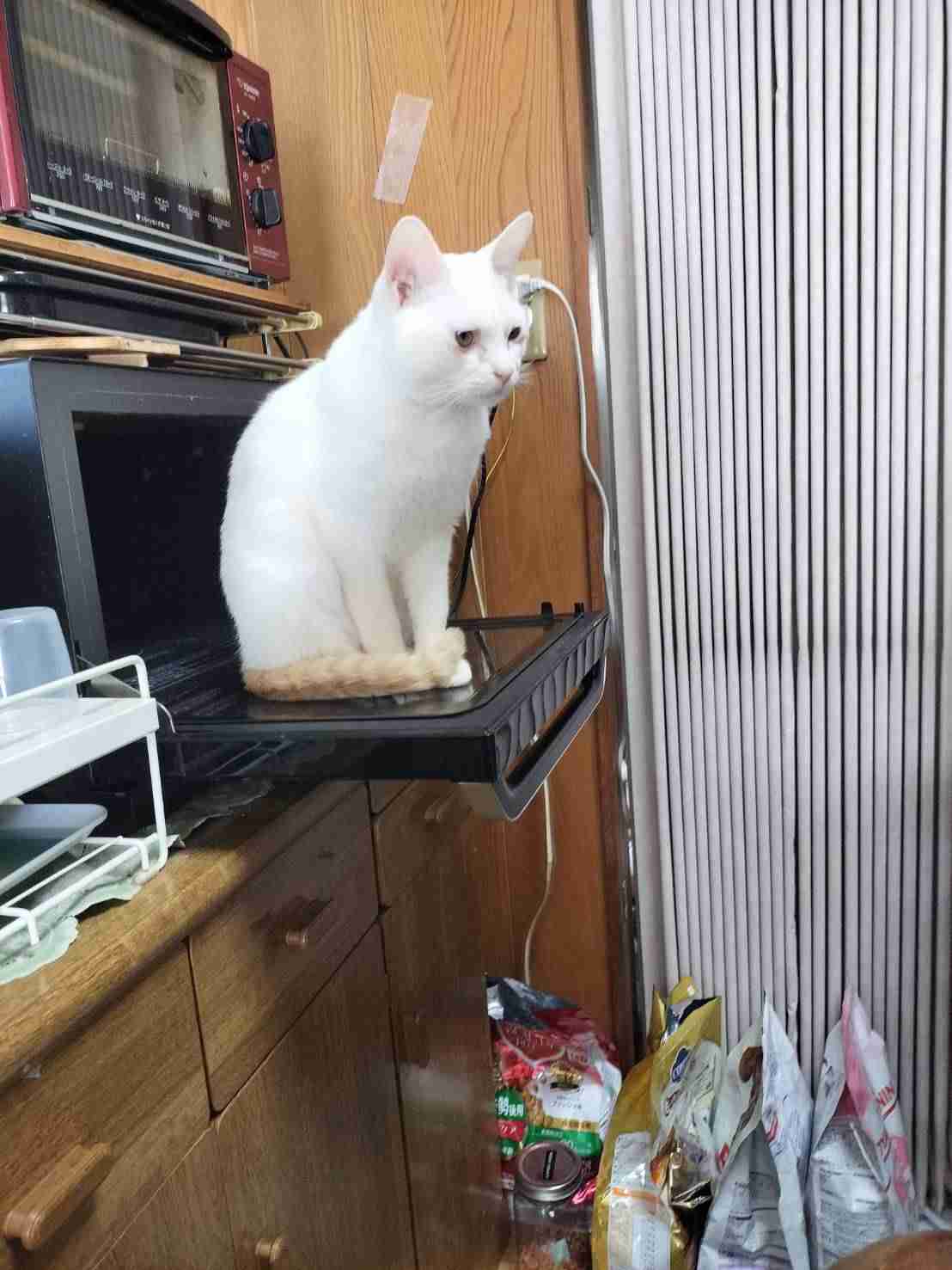 【2月22日】今日のうちの猫