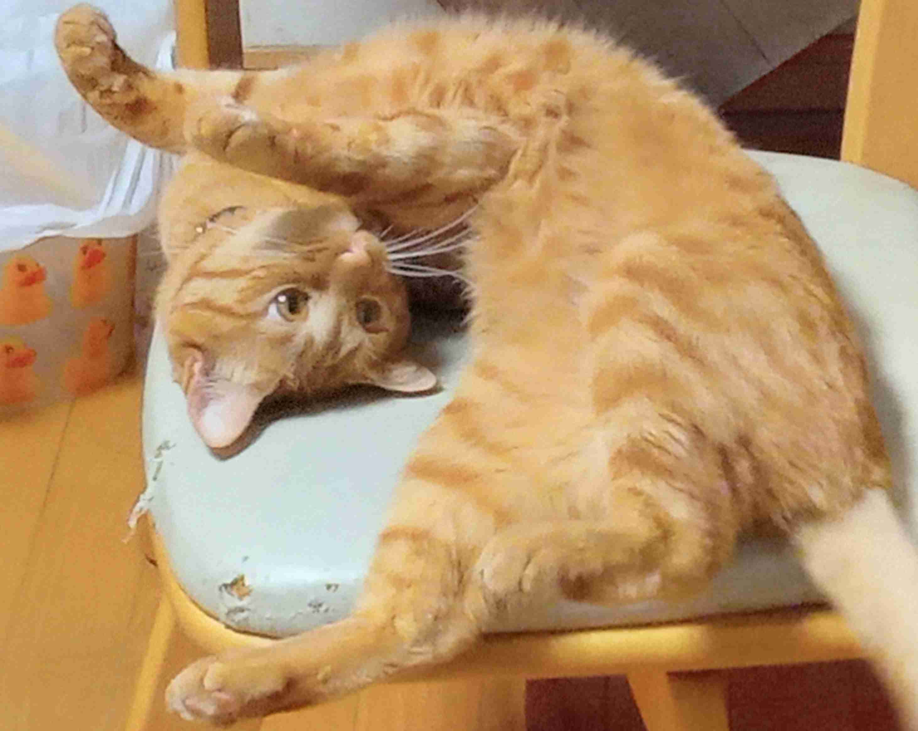 【2月22日】今日のうちの猫