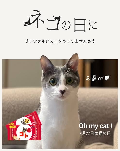 【2月22日】今日のうちの猫