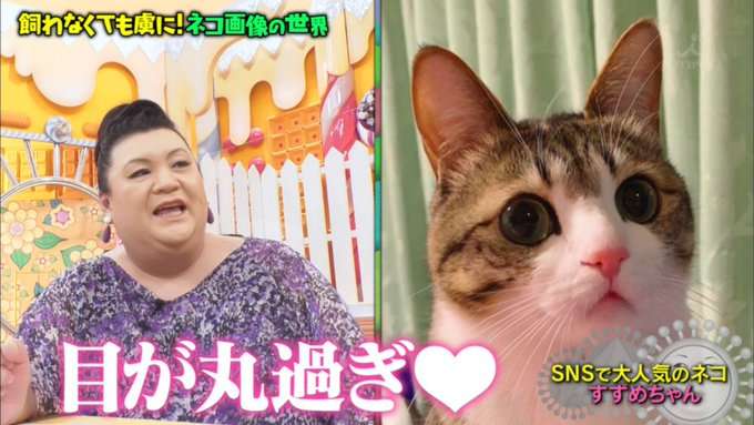 A型は美川憲一、B型はマツコ、O型は武田鉄矢、AB型はIKKO言葉で話すトピ Part14