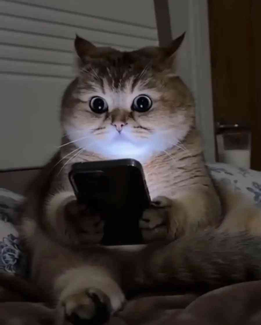 未確認生物UMAについて語ろう！