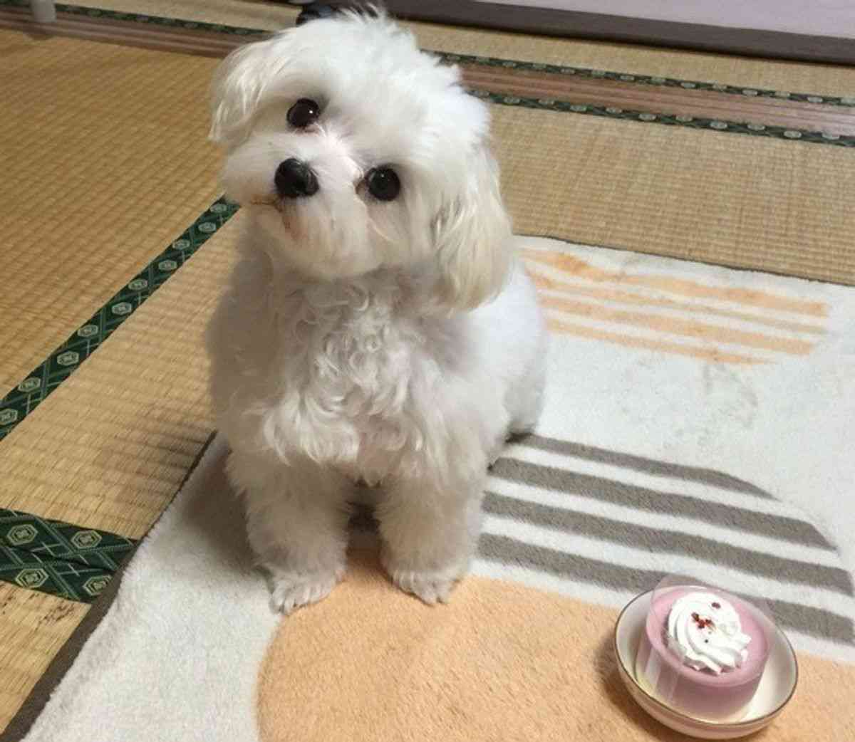 自分がやったのに、とぼけたことがある人