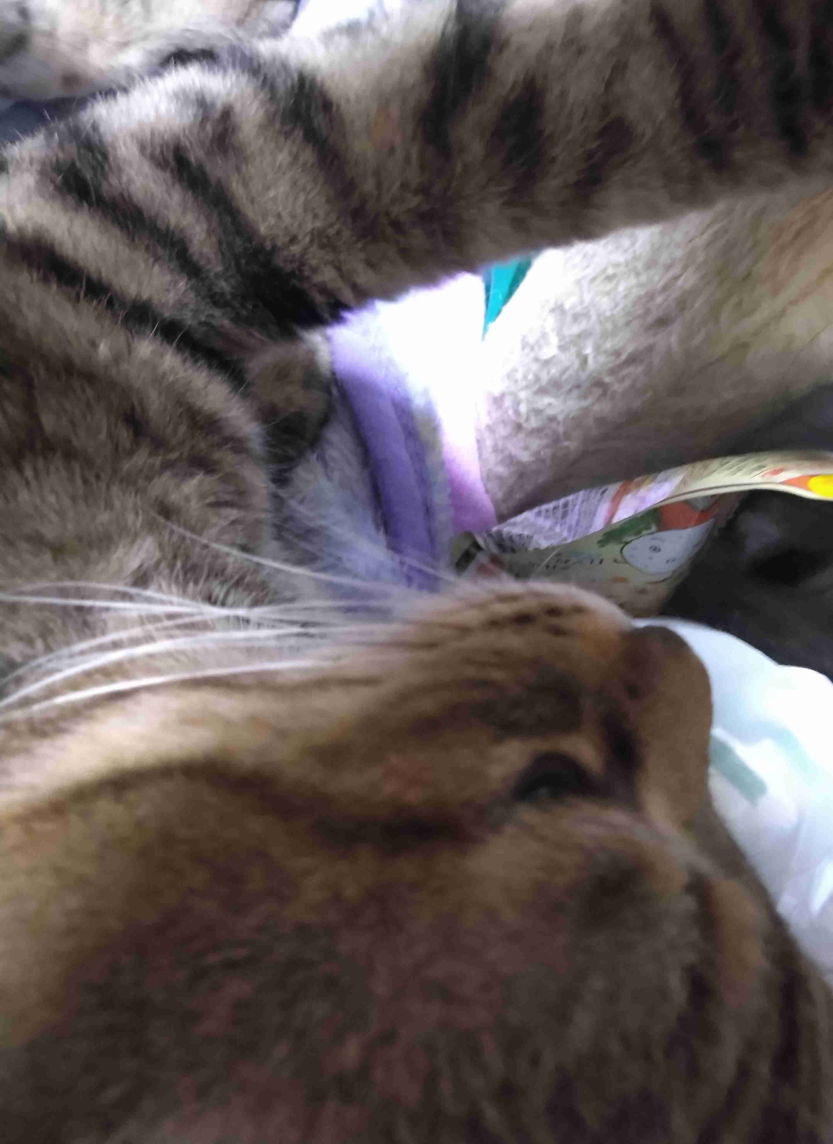 がるちゃん猫カフェ118号店開店しました♪(初めての方も大歓迎♪)