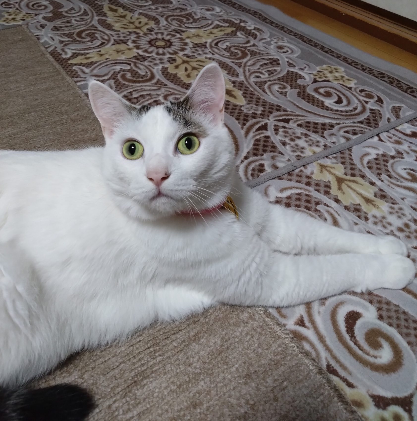 がるちゃん猫カフェ118号店開店しました♪(初めての方も大歓迎♪)