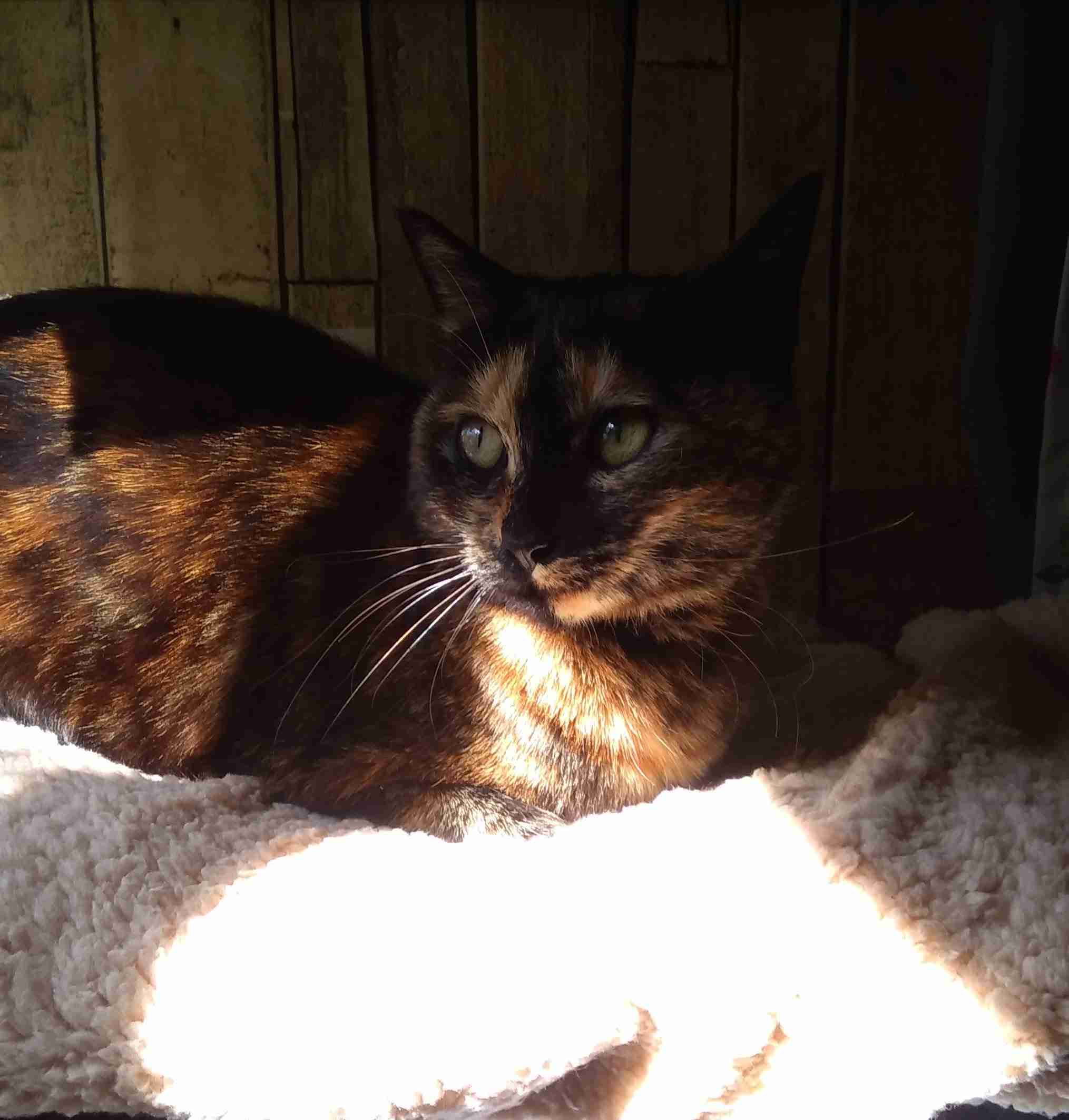 がるちゃん猫カフェ118号店開店しました♪(初めての方も大歓迎♪)