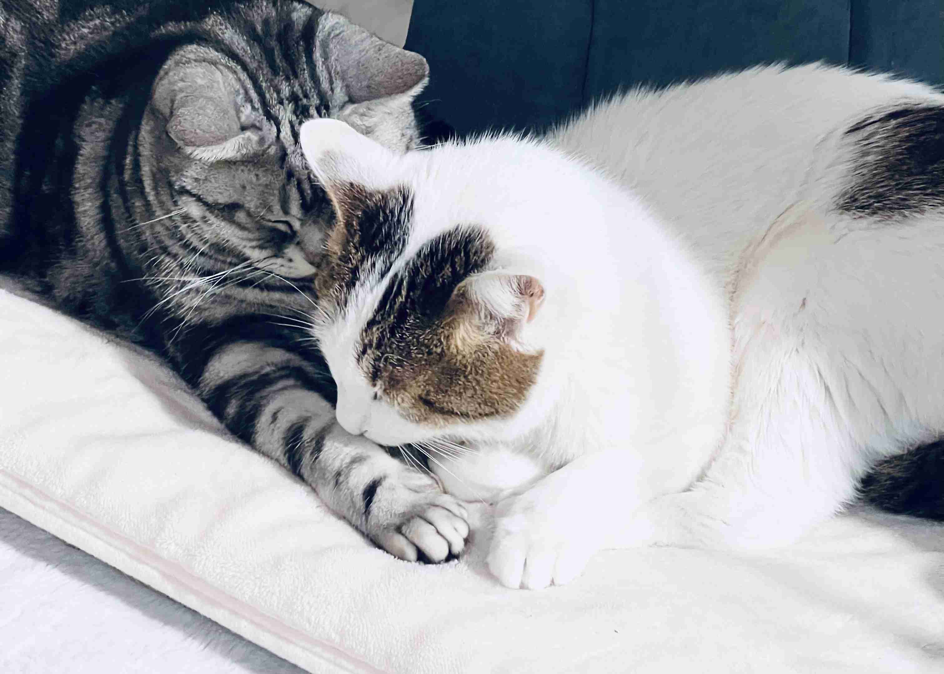 がるちゃん猫カフェ118号店開店しました♪(初めての方も大歓迎♪)