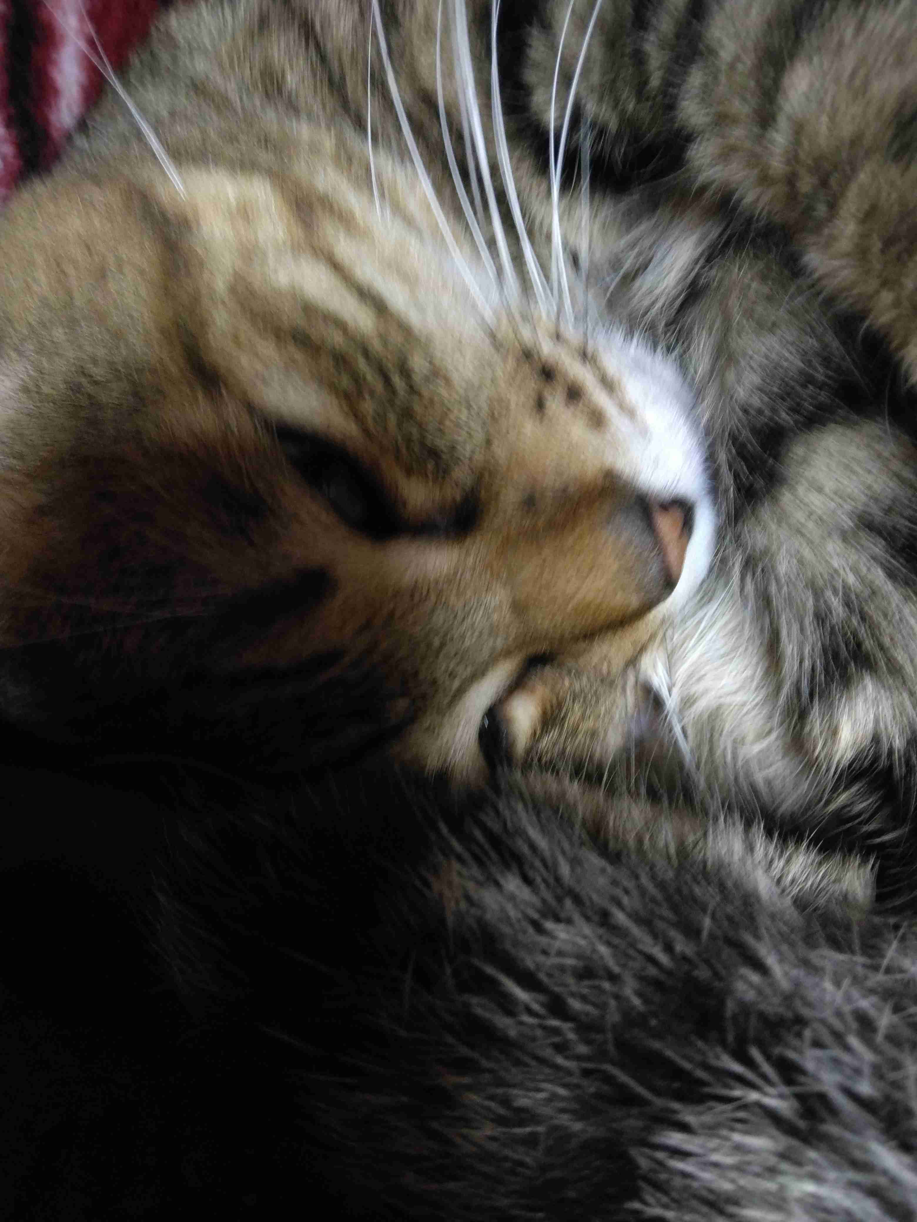 がるちゃん猫カフェ118号店開店しました♪(初めての方も大歓迎♪)