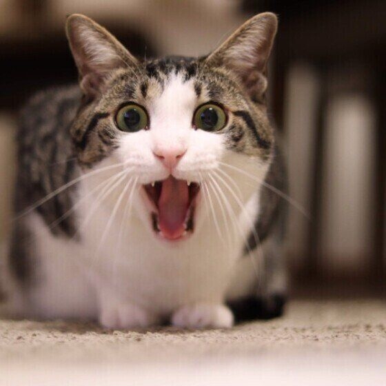 がるちゃん猫カフェ118号店開店しました♪(初めての方も大歓迎♪)