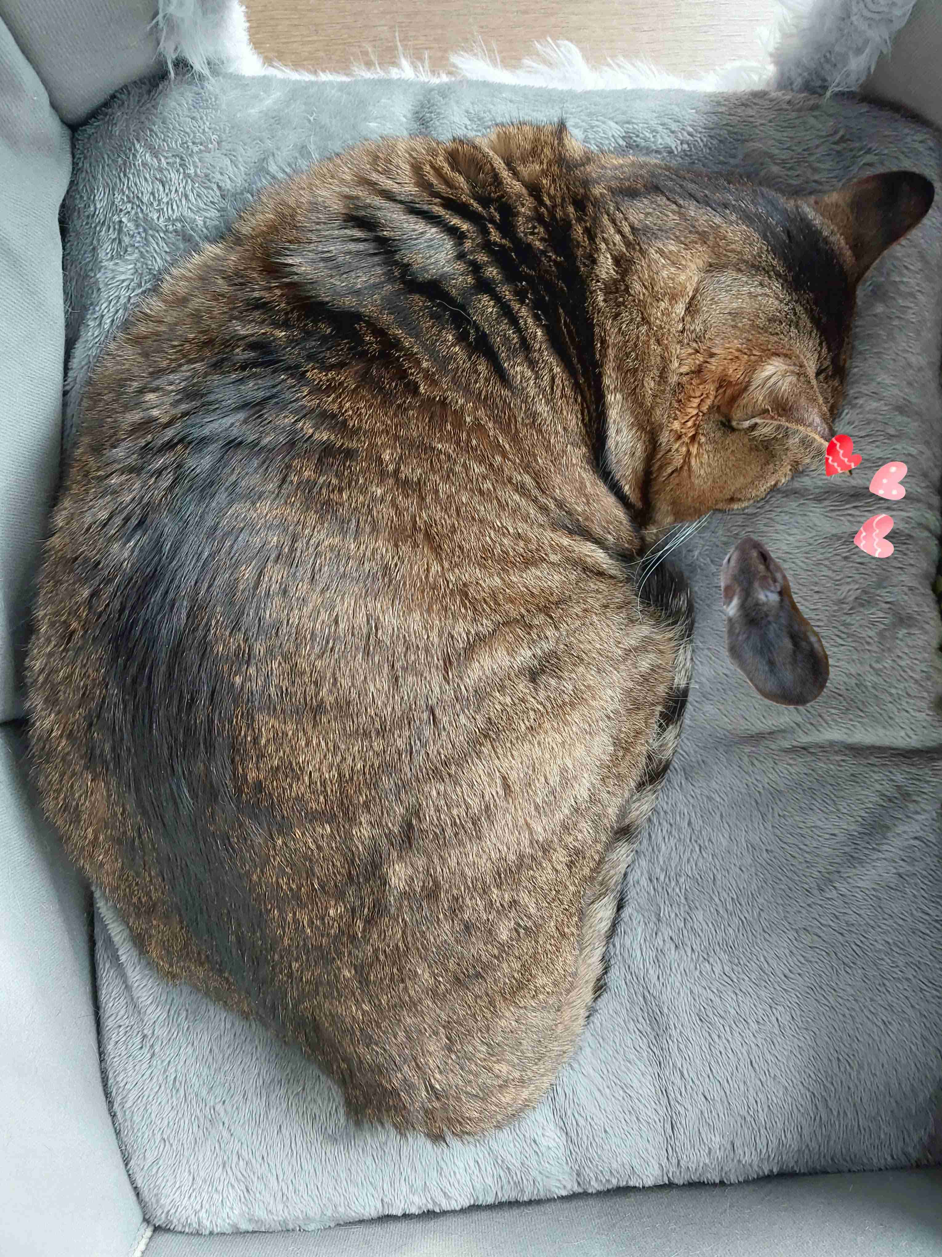 がるちゃん猫カフェ118号店開店しました♪(初めての方も大歓迎♪)