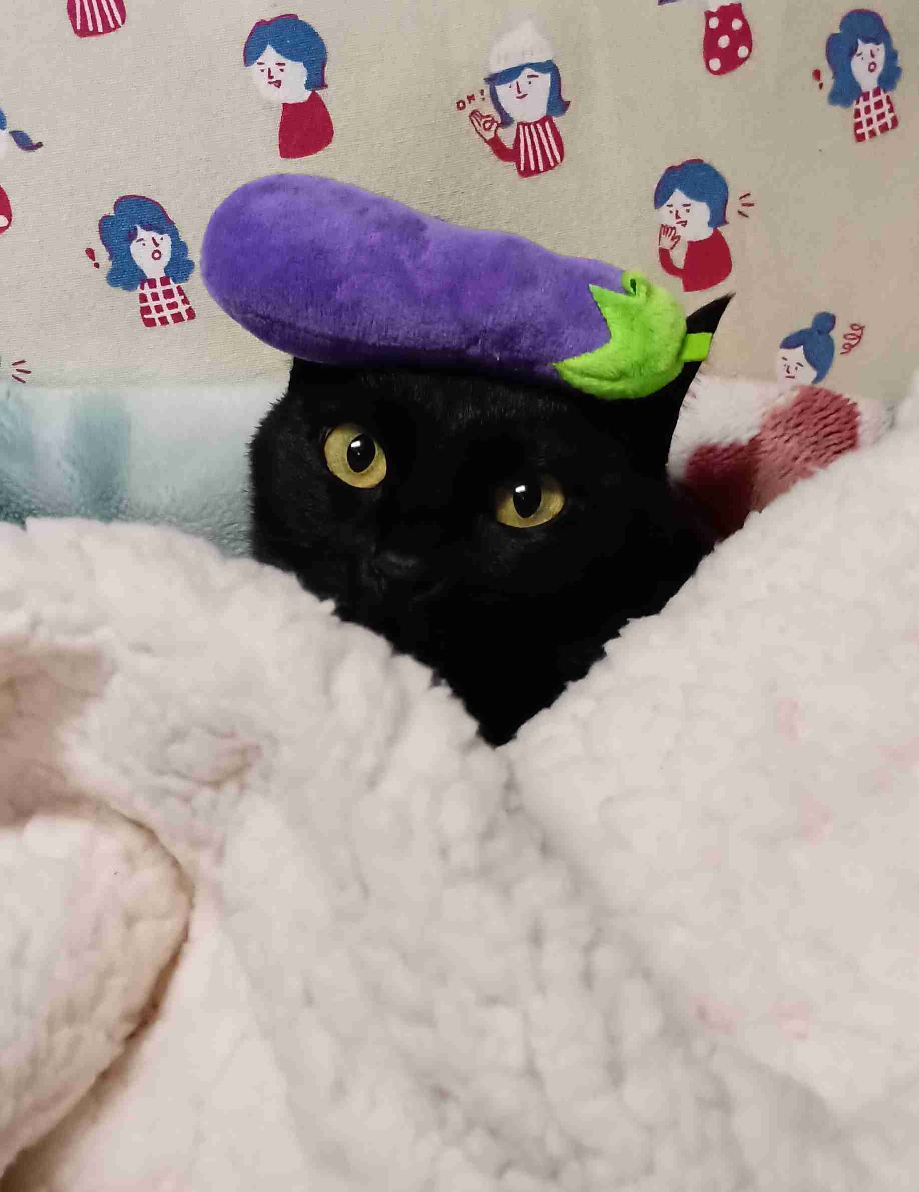 がるちゃん猫カフェ118号店開店しました♪(初めての方も大歓迎♪)