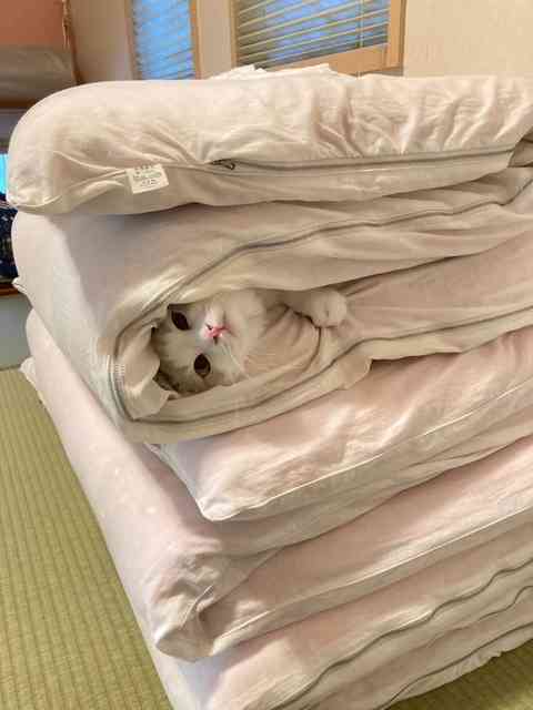がるちゃん猫カフェ118号店開店しました♪(初めての方も大歓迎♪)