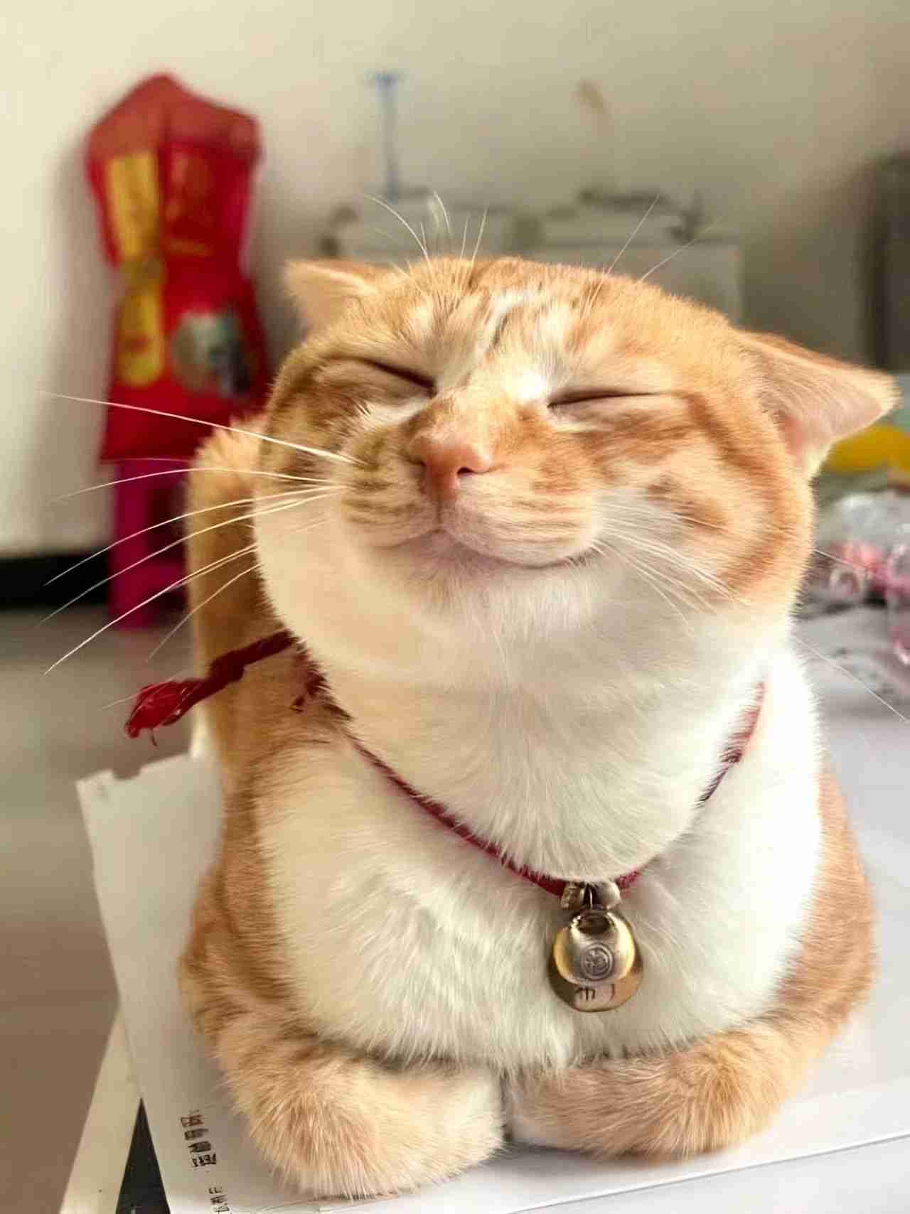 がるちゃん猫カフェ118号店開店しました♪(初めての方も大歓迎♪)