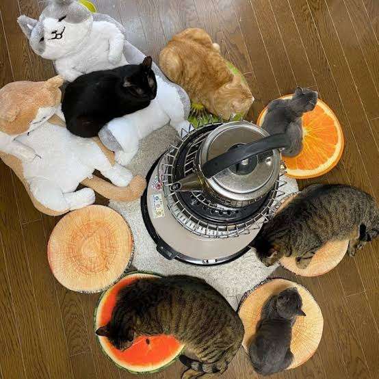 がるちゃん猫カフェ118号店開店しました♪(初めての方も大歓迎♪)