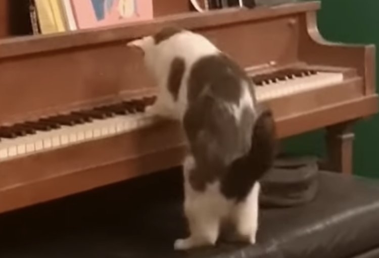 がるちゃん猫カフェ118号店開店しました♪(初めての方も大歓迎♪)