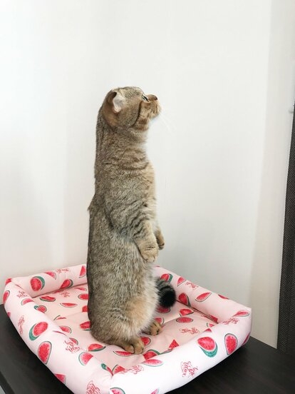 がるちゃん猫カフェ118号店開店しました♪(初めての方も大歓迎♪)