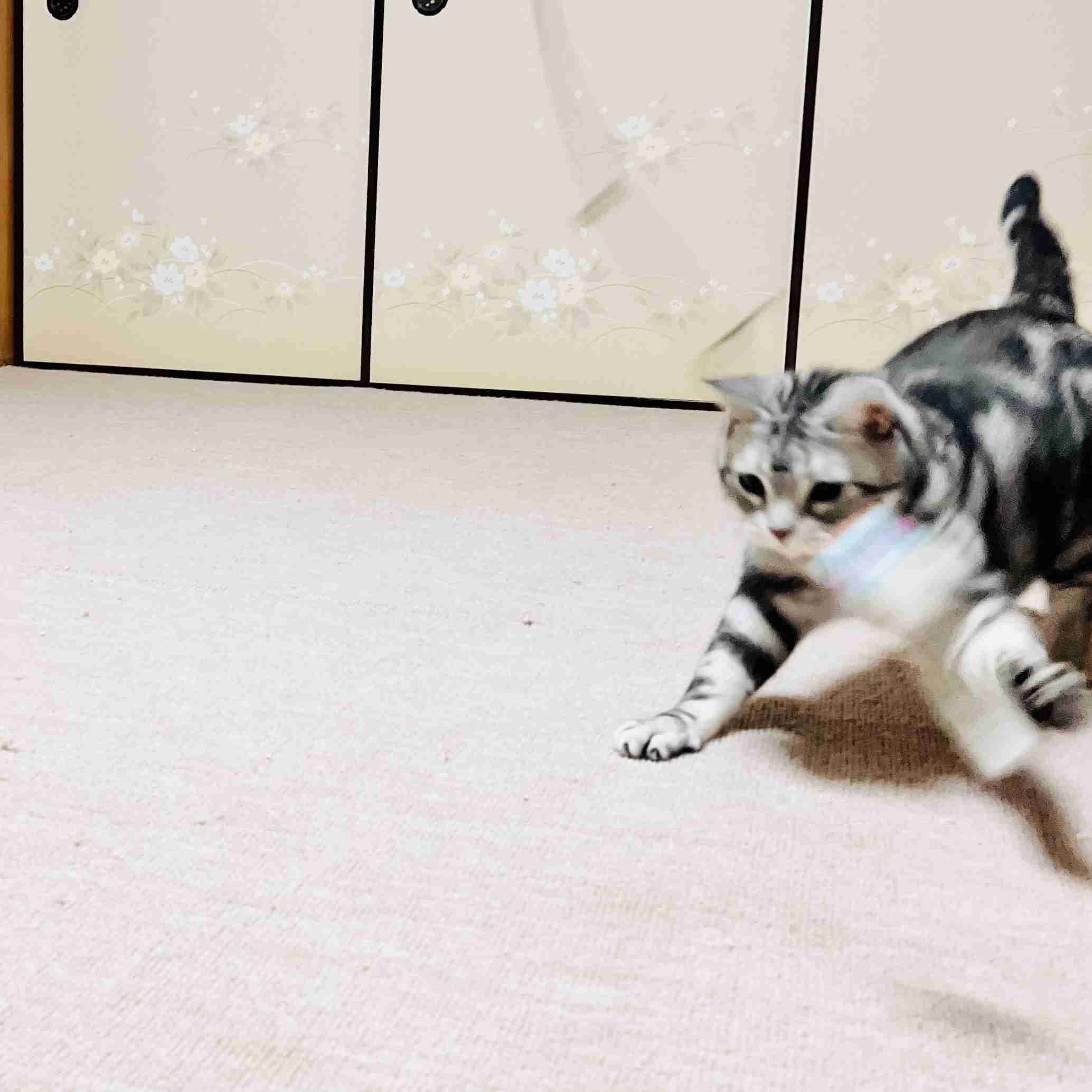 がるちゃん猫カフェ118号店開店しました♪(初めての方も大歓迎♪)