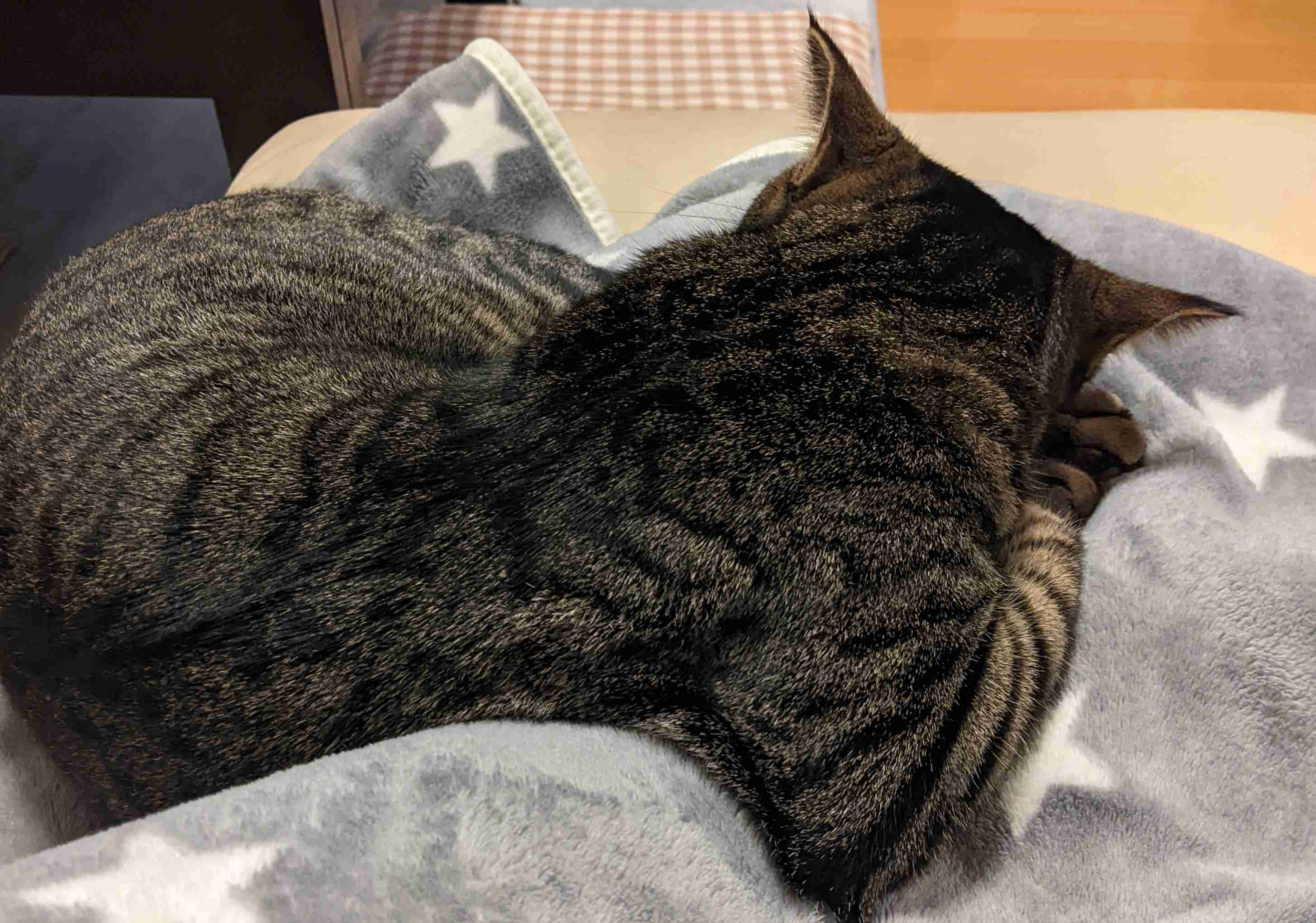 がるちゃん猫カフェ118号店開店しました♪(初めての方も大歓迎♪)