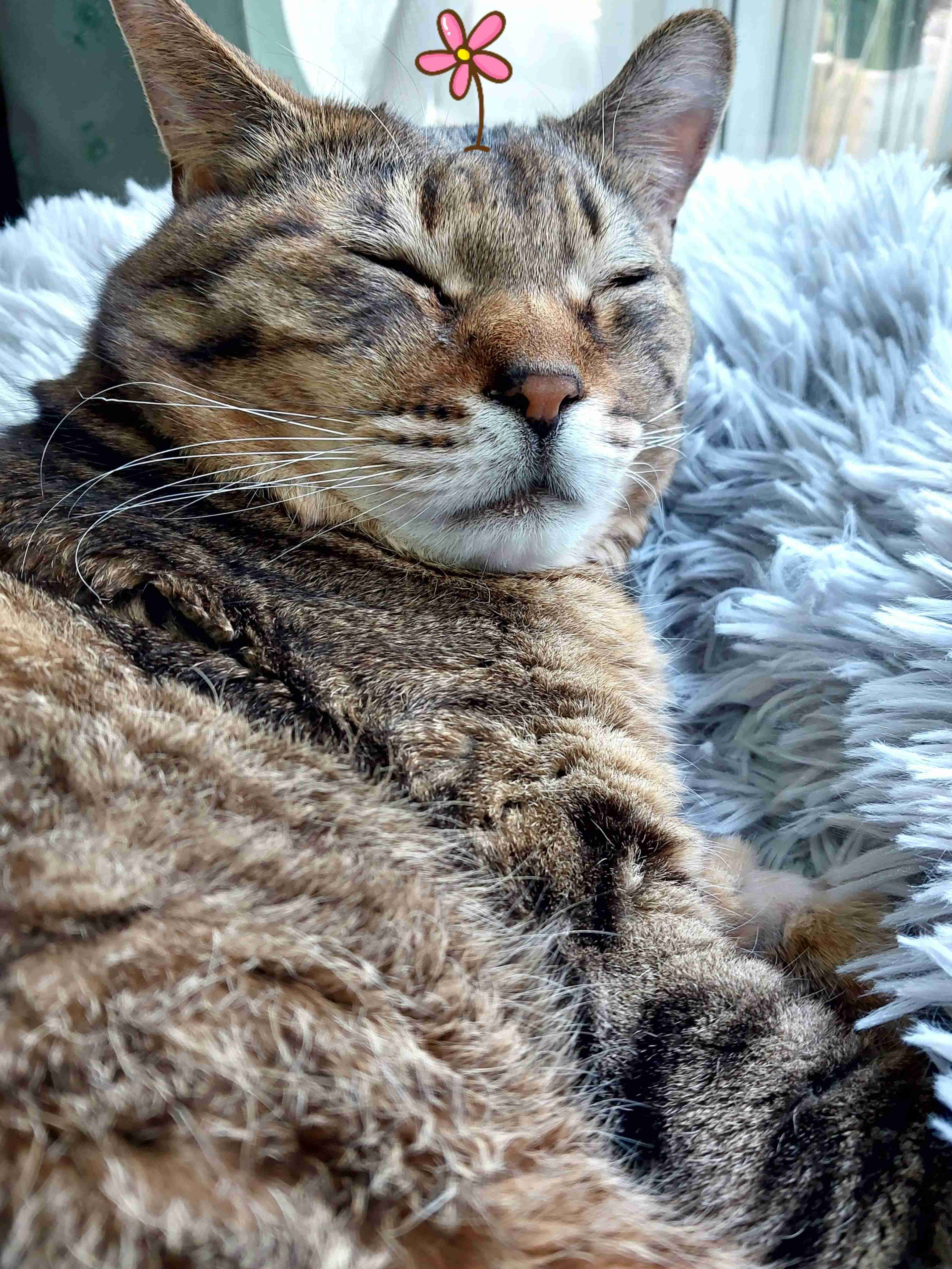 がるちゃん猫カフェ118号店開店しました♪(初めての方も大歓迎♪)