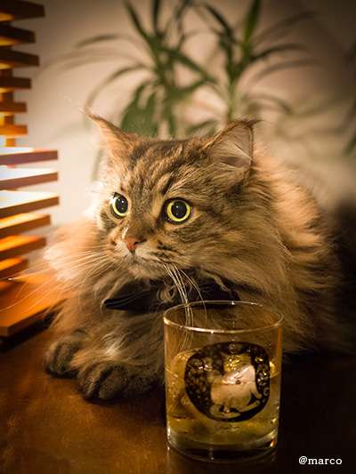 がるちゃん猫カフェ118号店開店しました♪(初めての方も大歓迎♪)