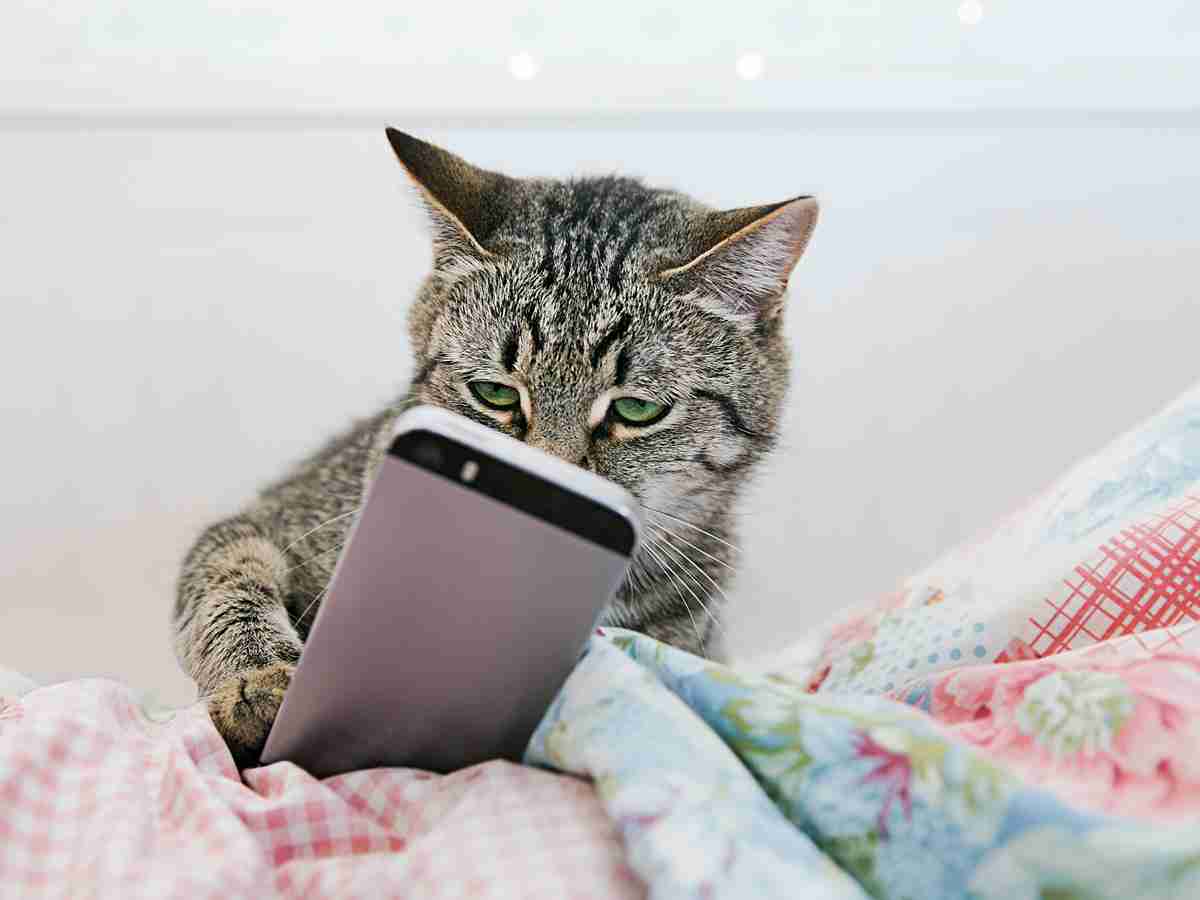 がるちゃん猫カフェ118号店開店しました♪(初めての方も大歓迎♪)