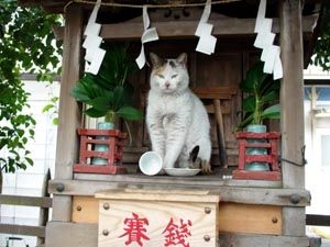 がるちゃん猫カフェ118号店開店しました♪(初めての方も大歓迎♪)