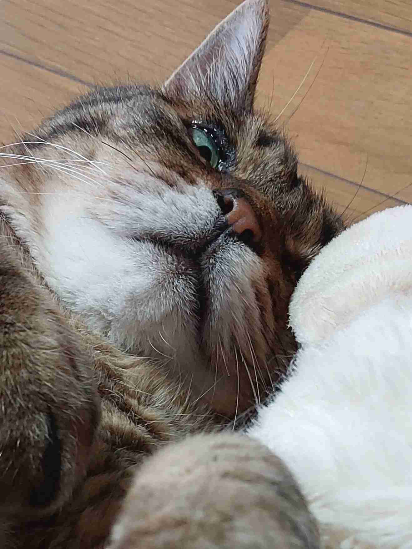 がるちゃん猫カフェ118号店開店しました♪(初めての方も大歓迎♪)