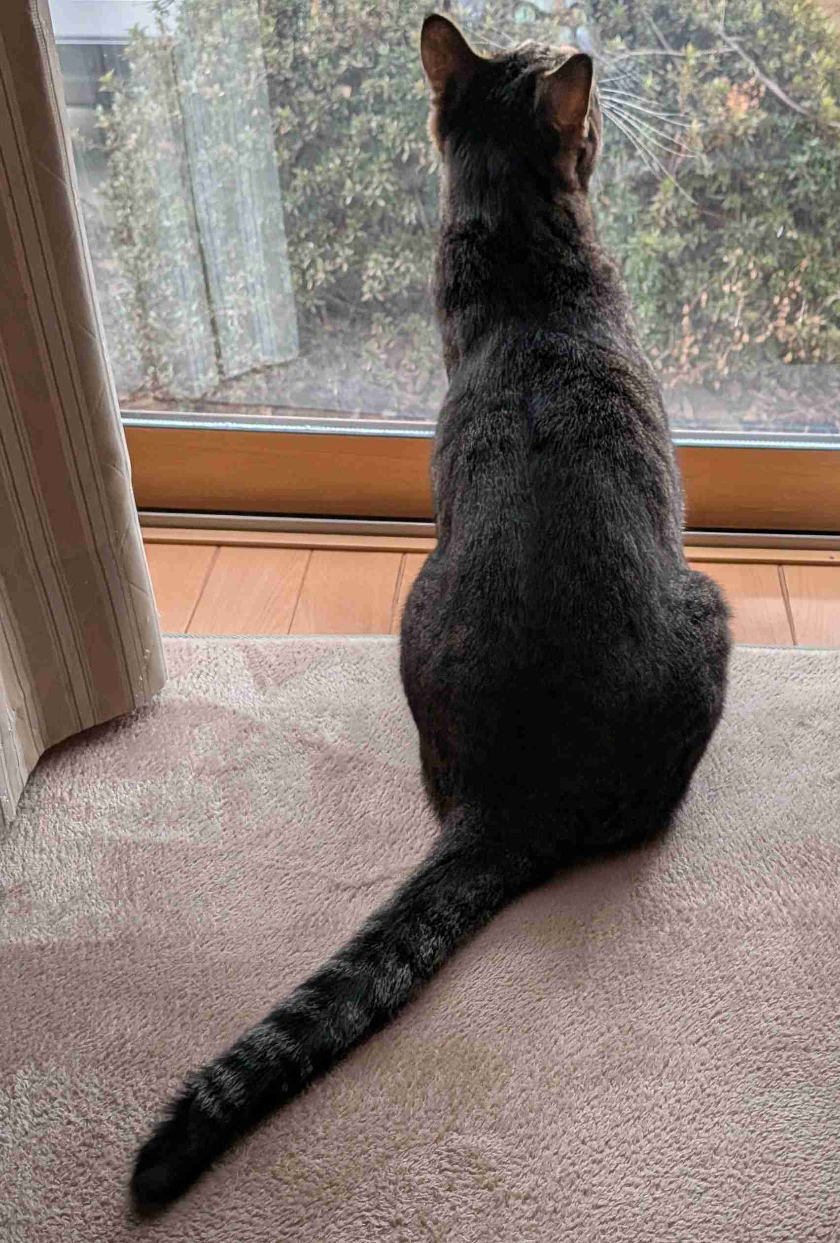 がるちゃん猫カフェ118号店開店しました♪(初めての方も大歓迎♪)