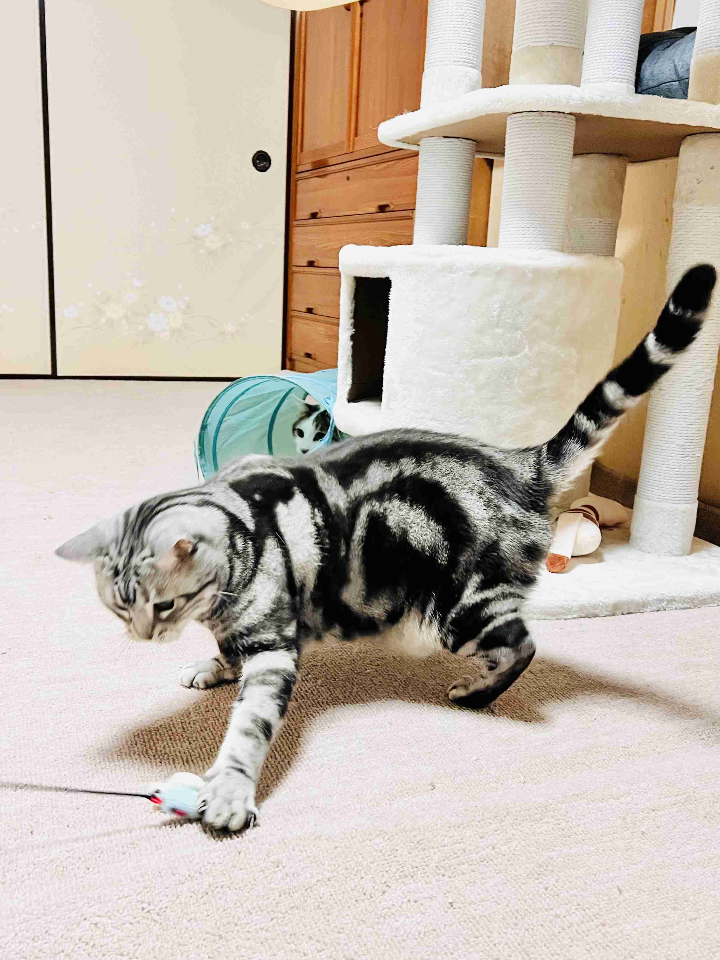 がるちゃん猫カフェ118号店開店しました♪(初めての方も大歓迎♪)