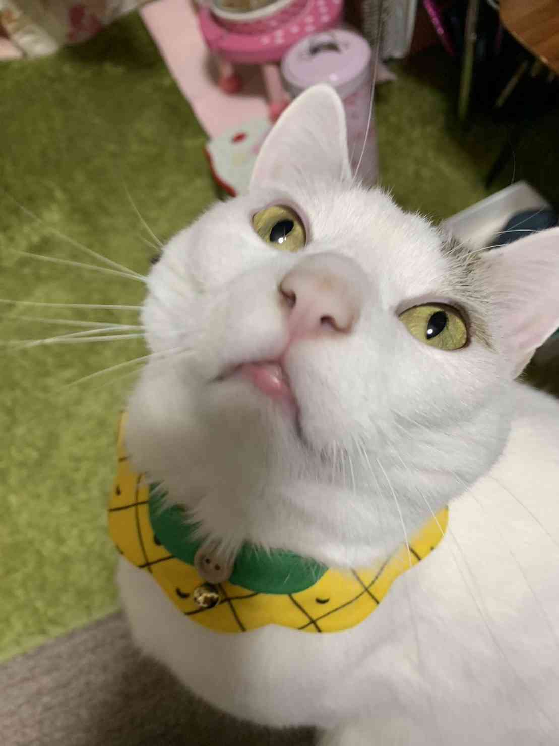 がるちゃん猫カフェ118号店開店しました♪(初めての方も大歓迎♪)