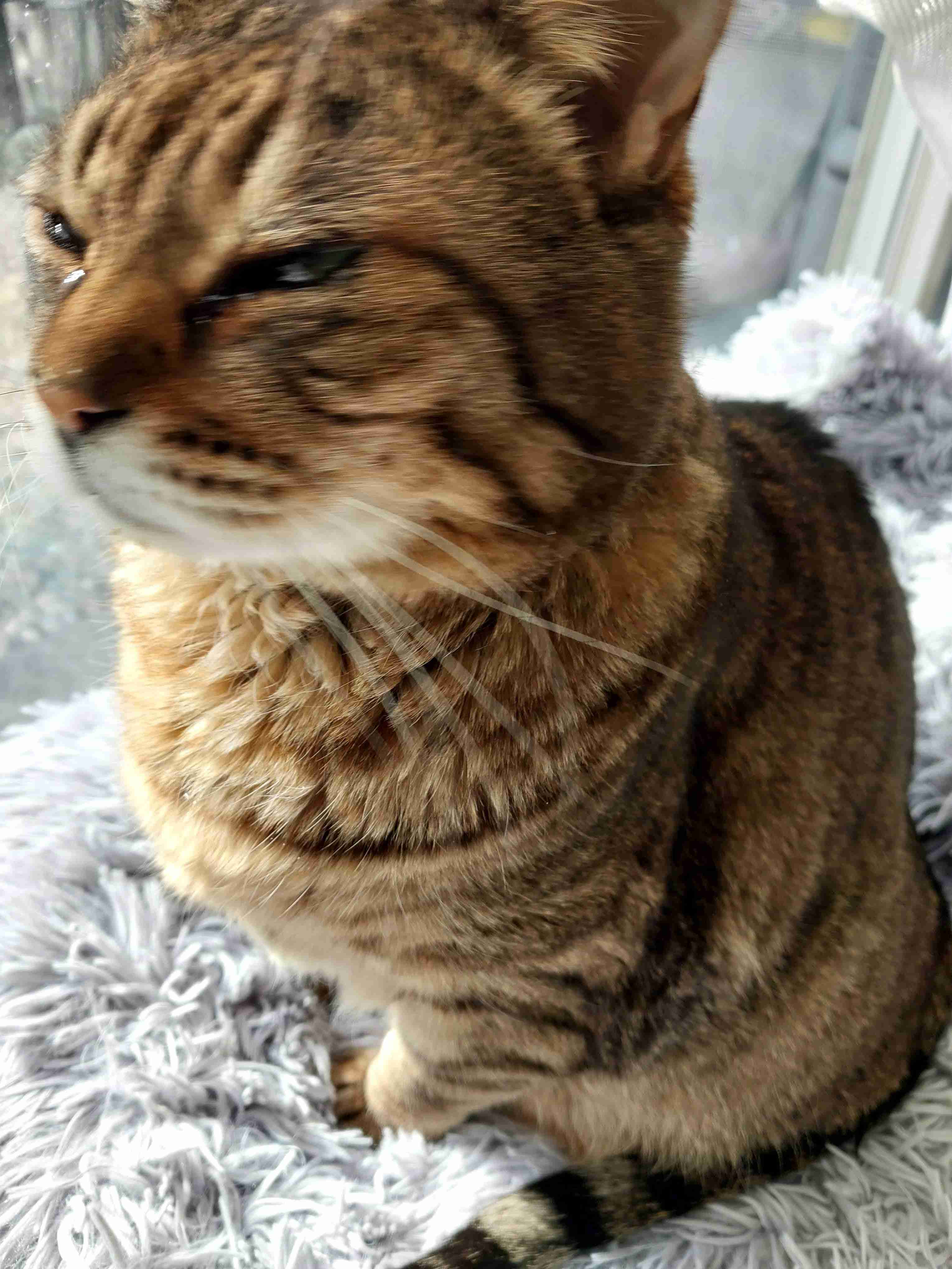 がるちゃん猫カフェ118号店開店しました♪(初めての方も大歓迎♪)