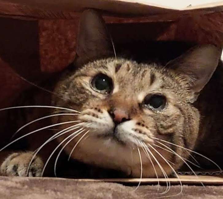 がるちゃん猫カフェ118号店開店しました♪(初めての方も大歓迎♪)