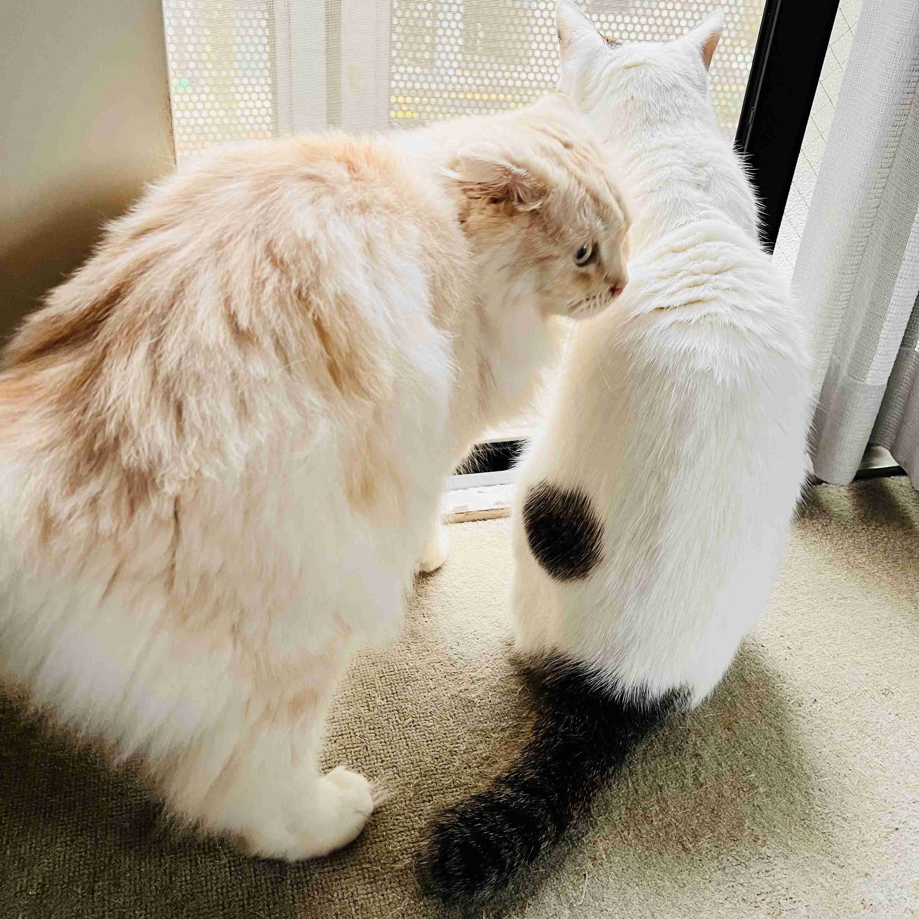 がるちゃん猫カフェ118号店開店しました♪(初めての方も大歓迎♪)