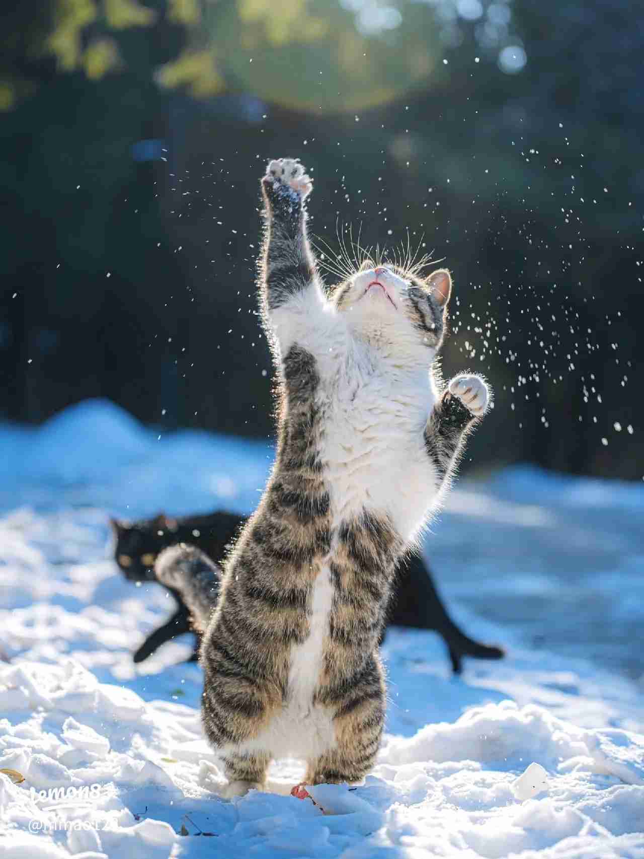 がるちゃん猫カフェ118号店開店しました♪(初めての方も大歓迎♪)
